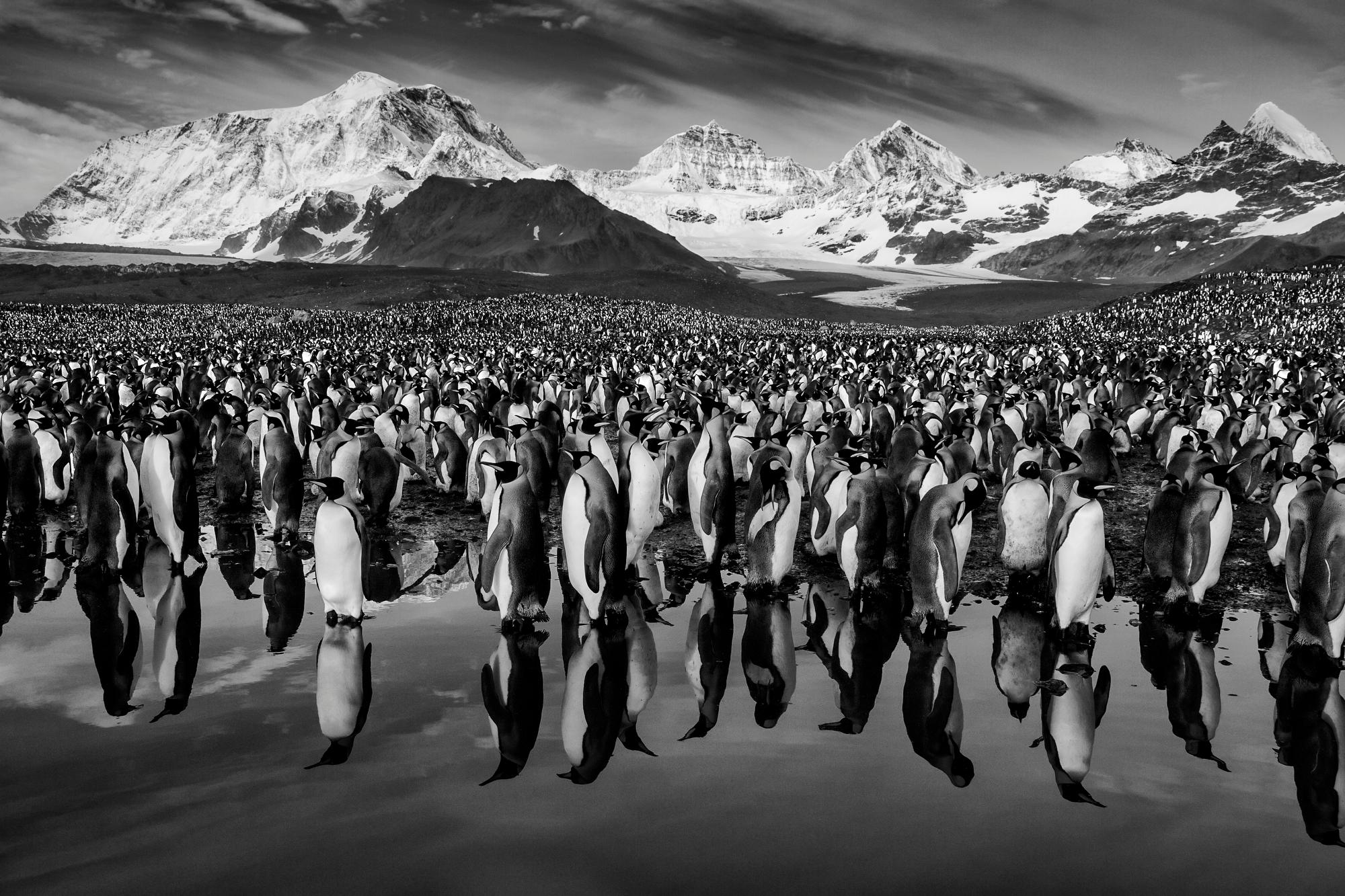 Paul Nicklen Black and White Photograph - King's Landing
