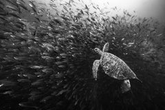 El Visitante, Islas Galápagos por Cristina Mittermeier
