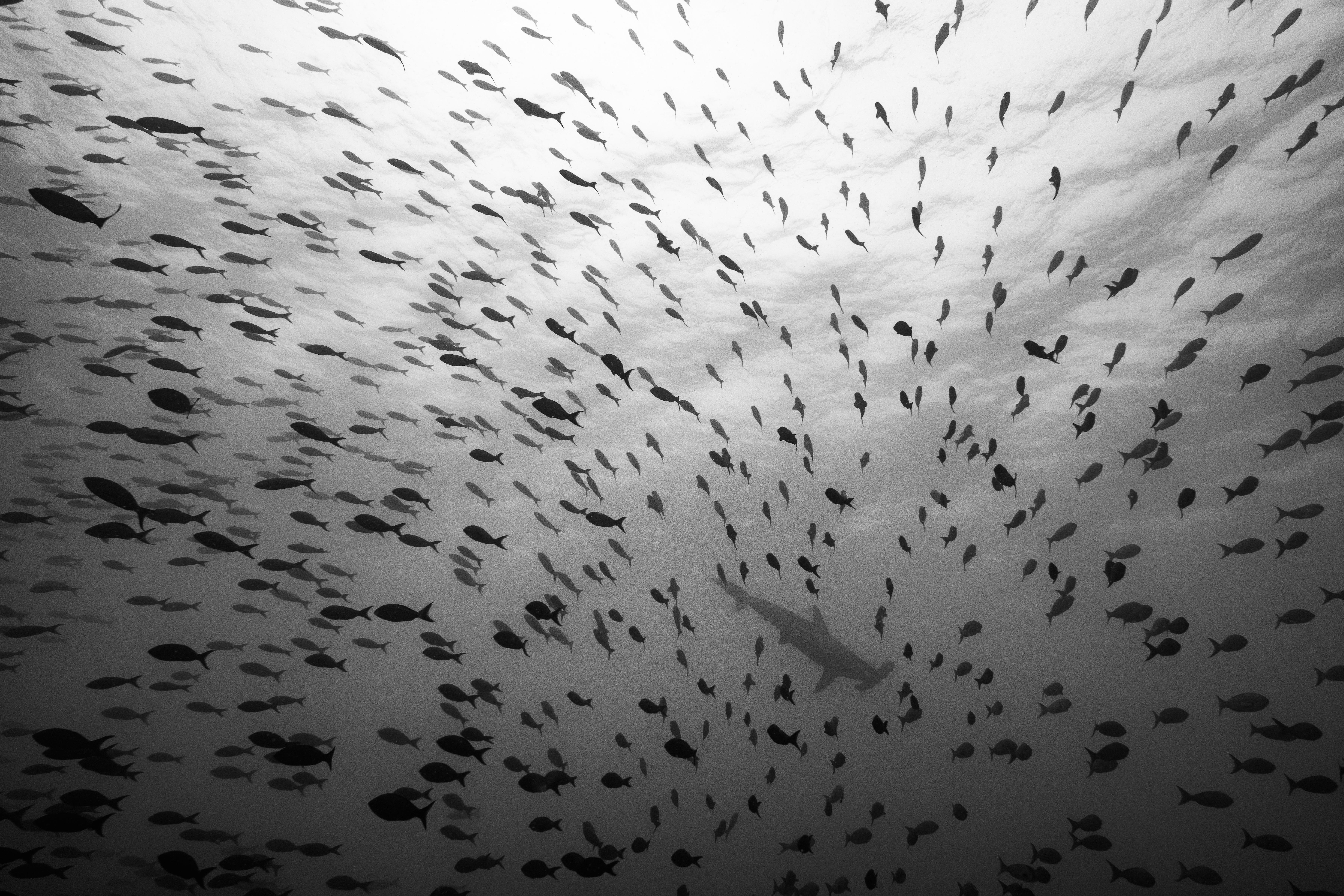 Cristina Mittermeier Black and White Photograph – Murmeln in Wellen