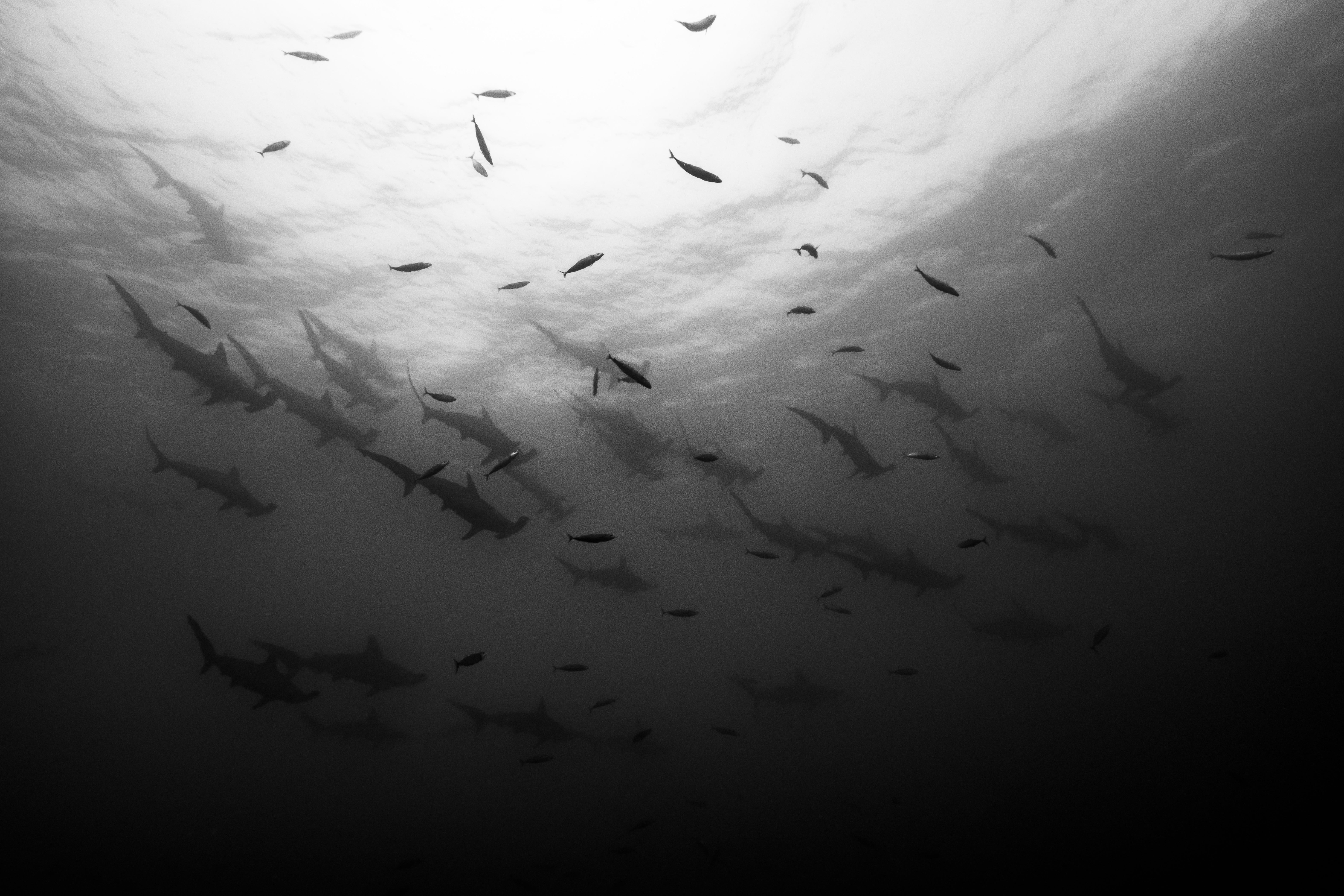 Cristina Mittermeier Black and White Photograph - Shark Squadron