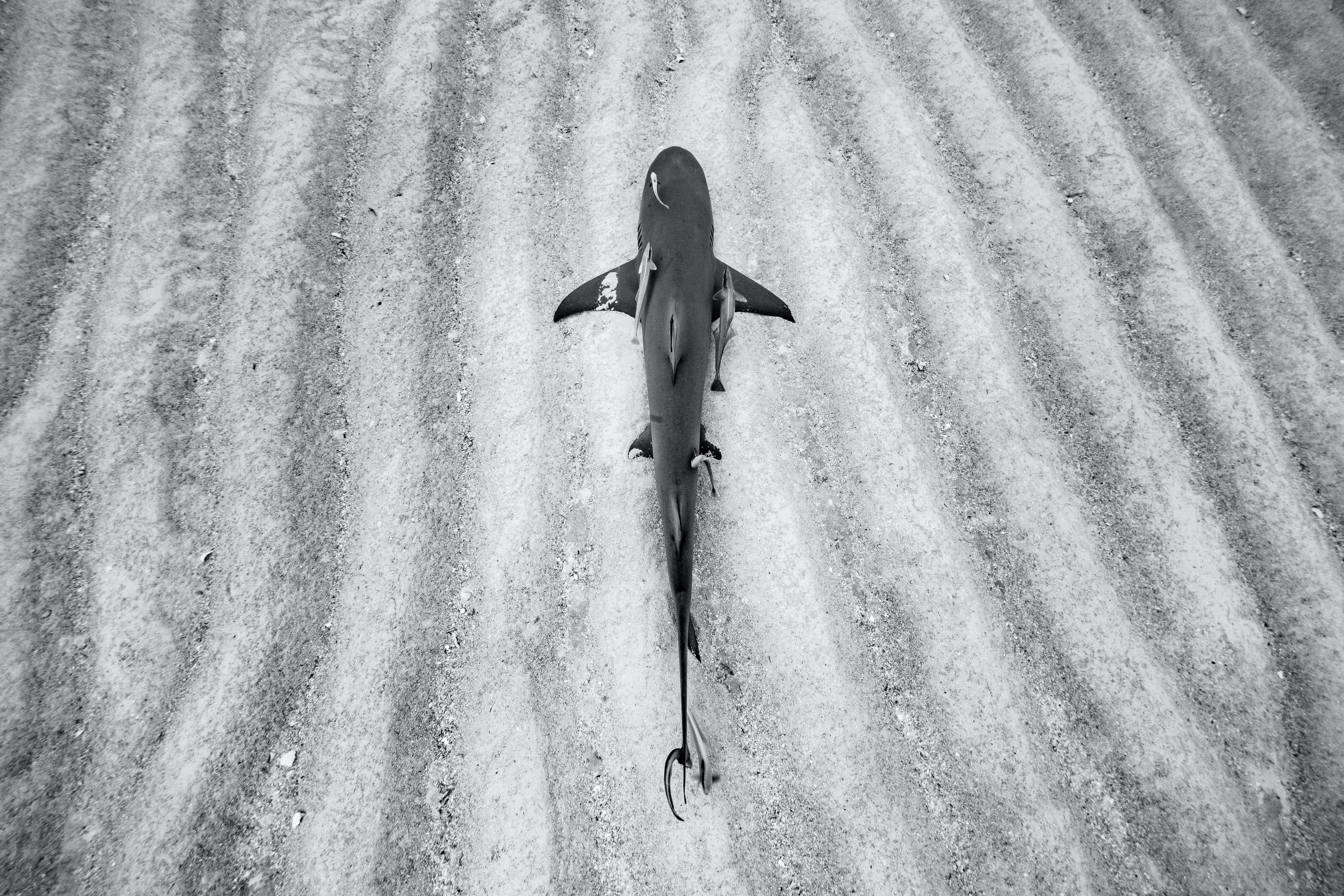 "Symbiotisch"  
Die Bahamas

20 x 30 in / Auflage von 6 - $4,500

Auch verfügbar: 
32 x 48 Zoll / Auflage von 6 - $7.500
40 x 60 in / Auflage von 6 - $10,500
50 x 75 in / Auflage von 6 - $15,500

Archivpigmentdruck auf Hahnemühle Photo Rag Papier