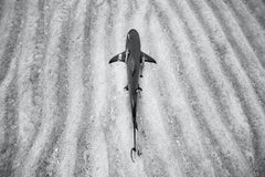 Simbiótico, Bahamas por Cristina Mittermeier