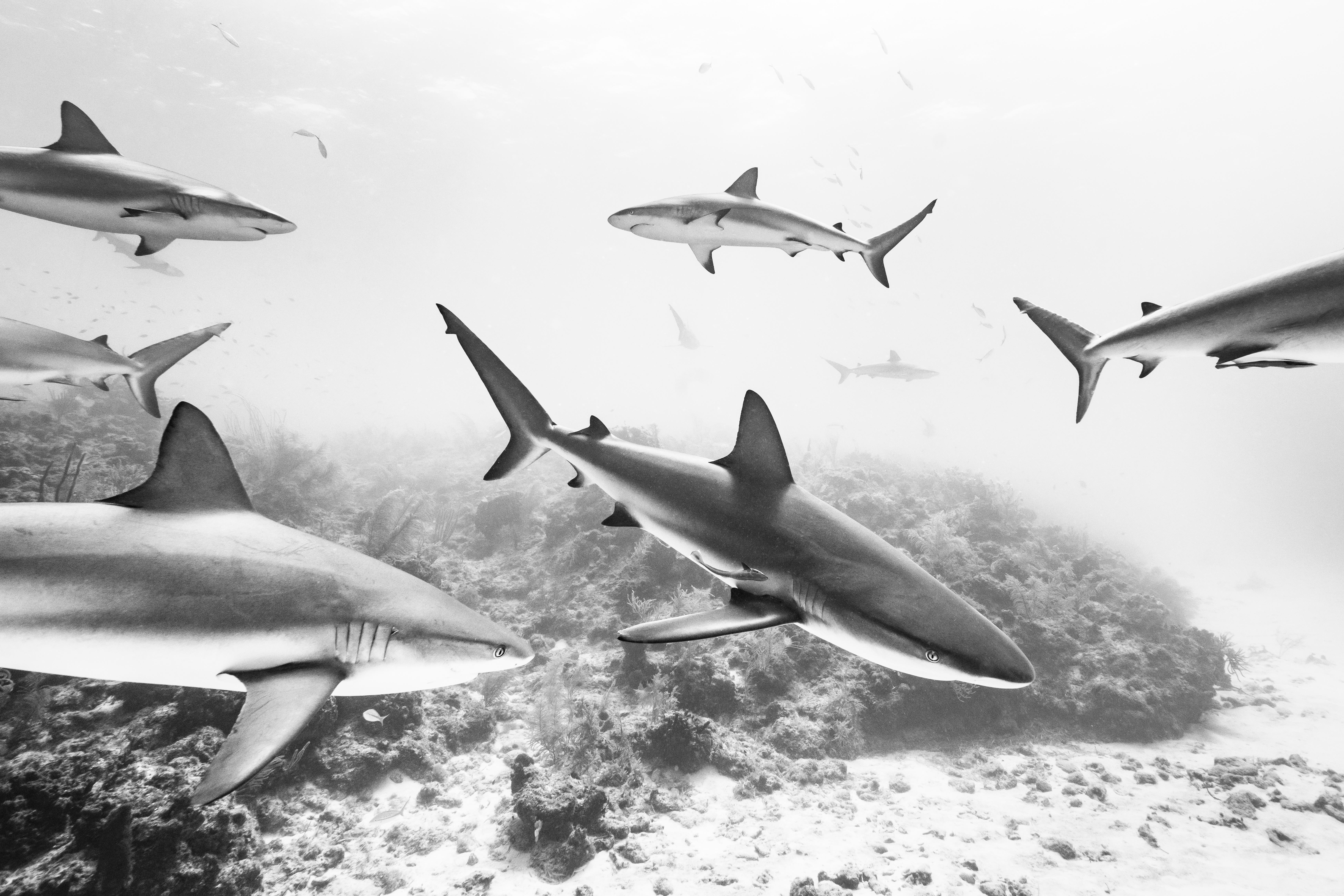 Cristina Mittermeier Black and White Photograph - Searching