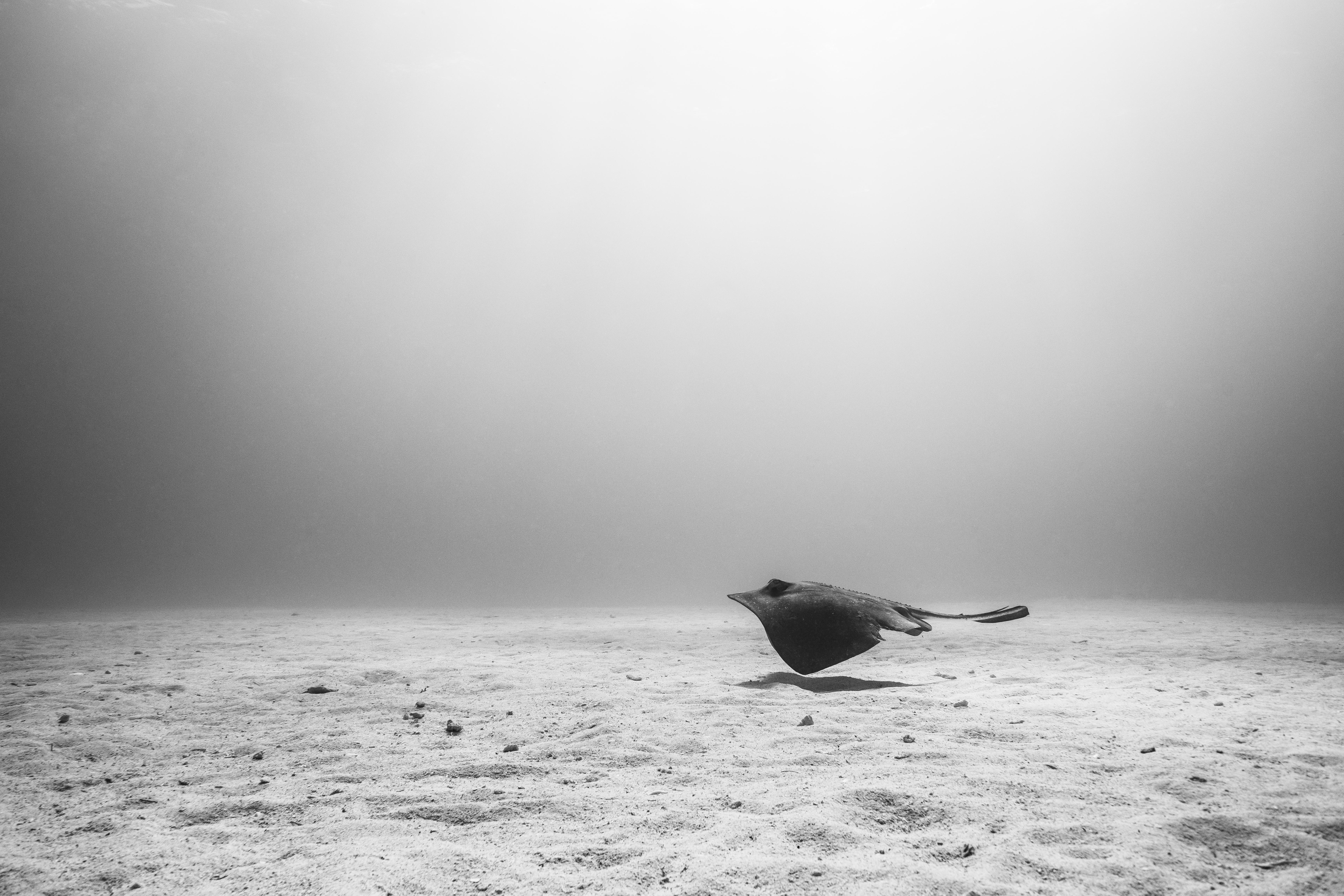 Cristina Mittermeier Black and White Photograph - Glide