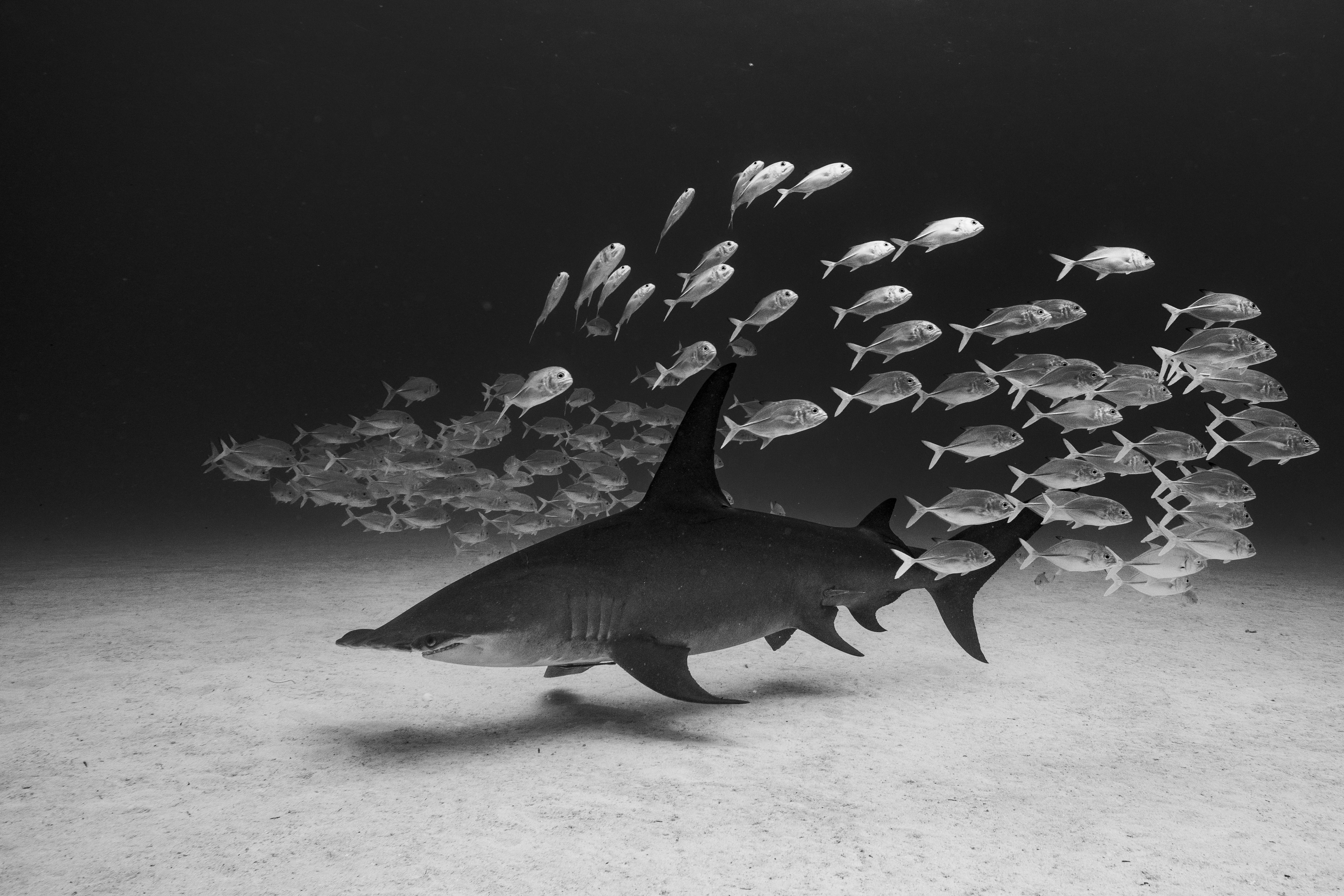 "Queen"  
The Bahamas

20 x 30 in / Edition of 6 - $4,500

Also available:
32 x 48 in / Edition of 6 - $7,500
40 x 60 in / Edition of 6 - $10,500
50 x 75 in / Edition of 6 - $15,500

Archival Pigment Print printed on Hahnemühle Photo Rag Paper with
