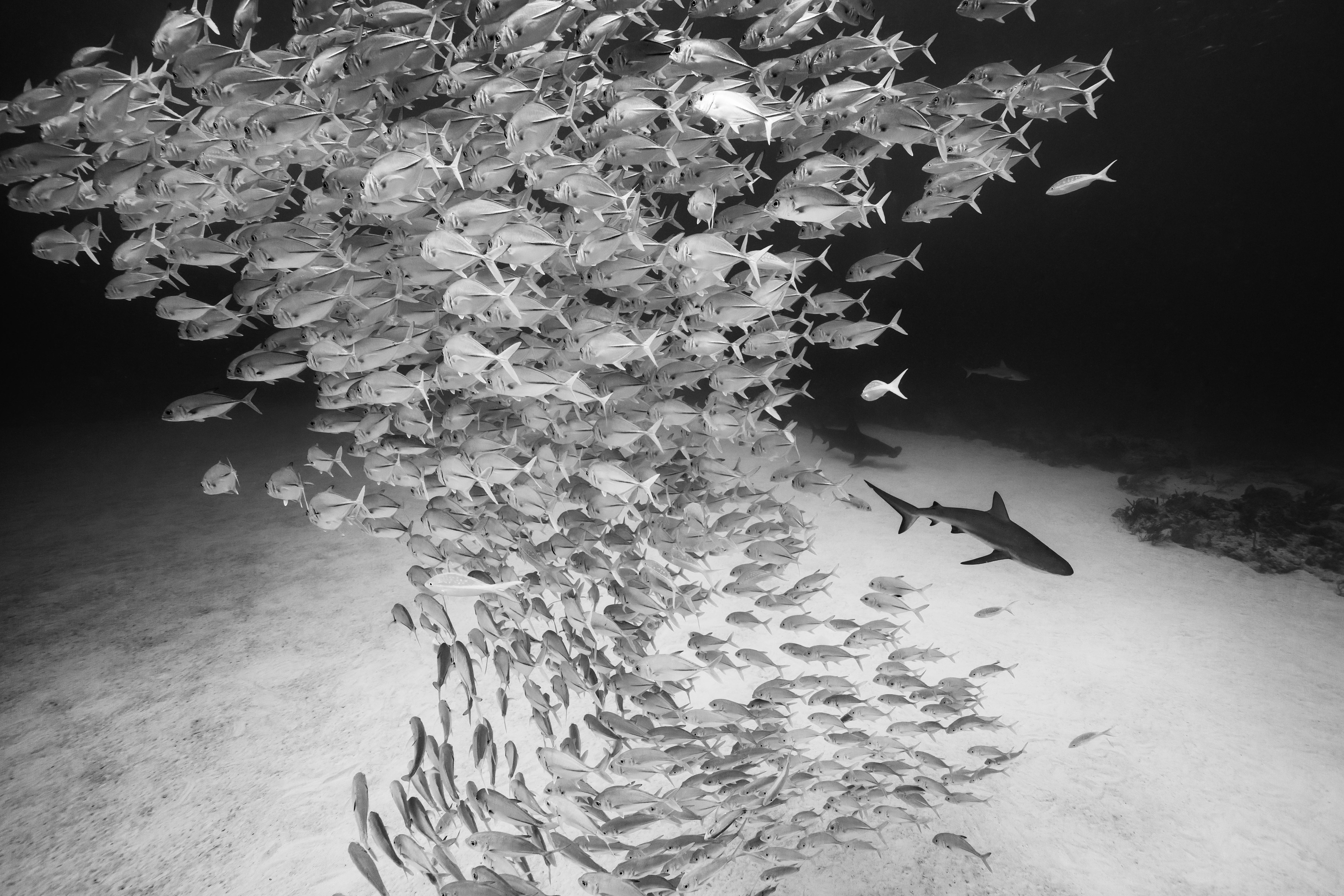 "Nessun posto dove nascondersi"  
Le Bahamas

20 x 30 pollici / Edizione di 6 - $4,500

Disponibile anche:
32 x 48 pollici / Edizione di 6 - € 7.500
40 x 60 pollici / Edizione di 6 - $10,500
50 x 75 pollici / Edizione di 6 - $15.500

Stampa a