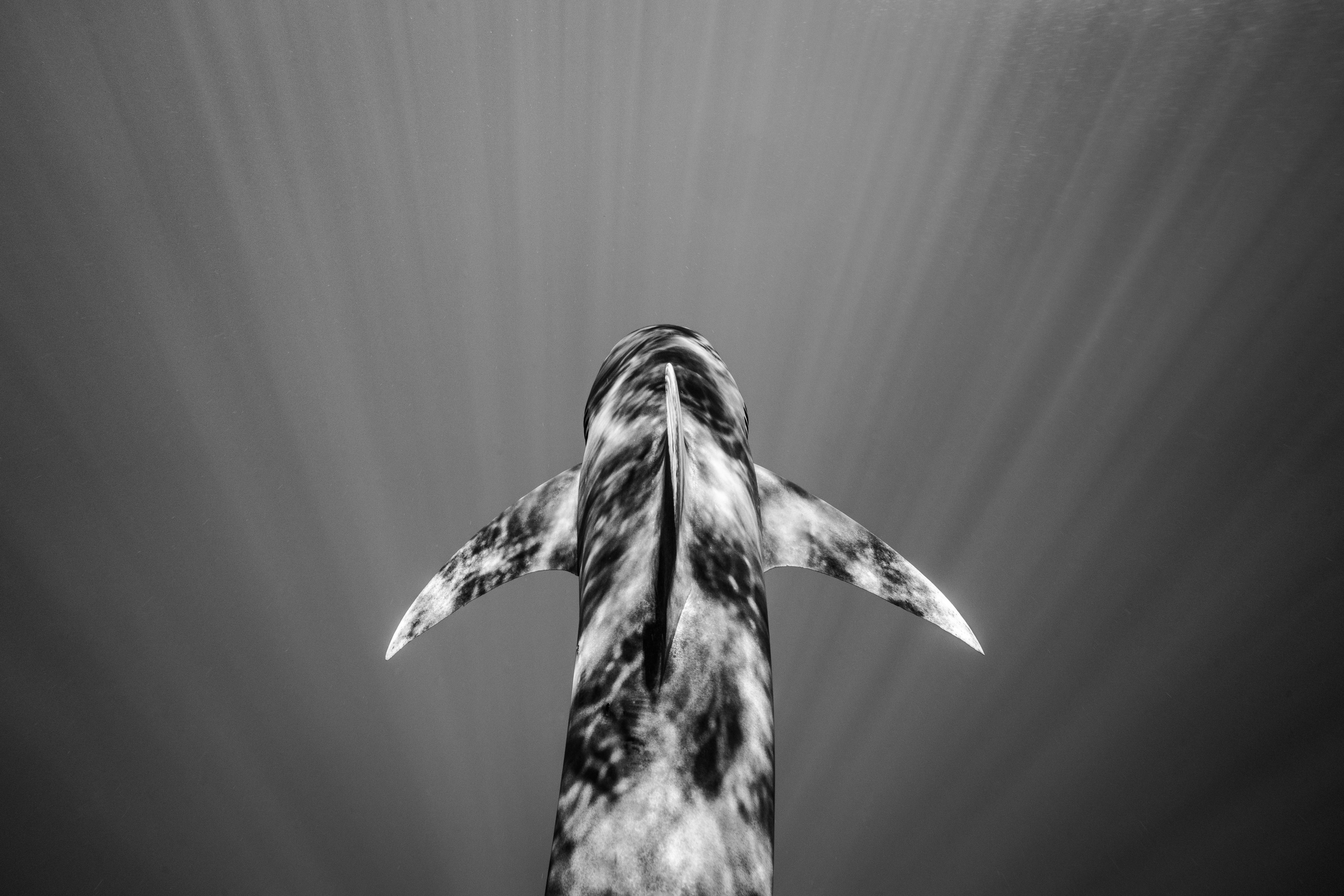 Cristina Mittermeier Black and White Photograph - Into the Light