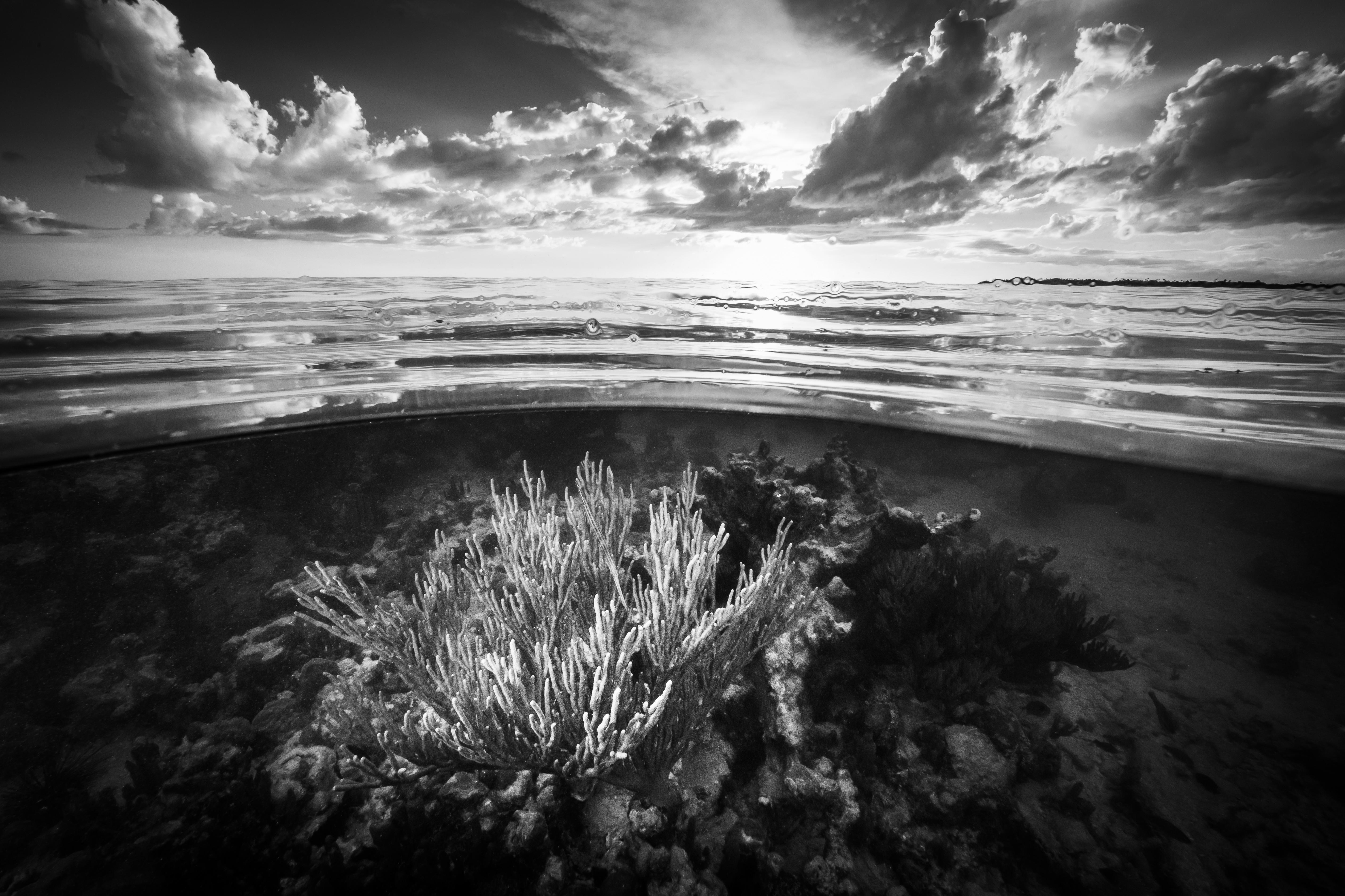 Black and White Photograph Cristina Mittermeier - Jardin de mer