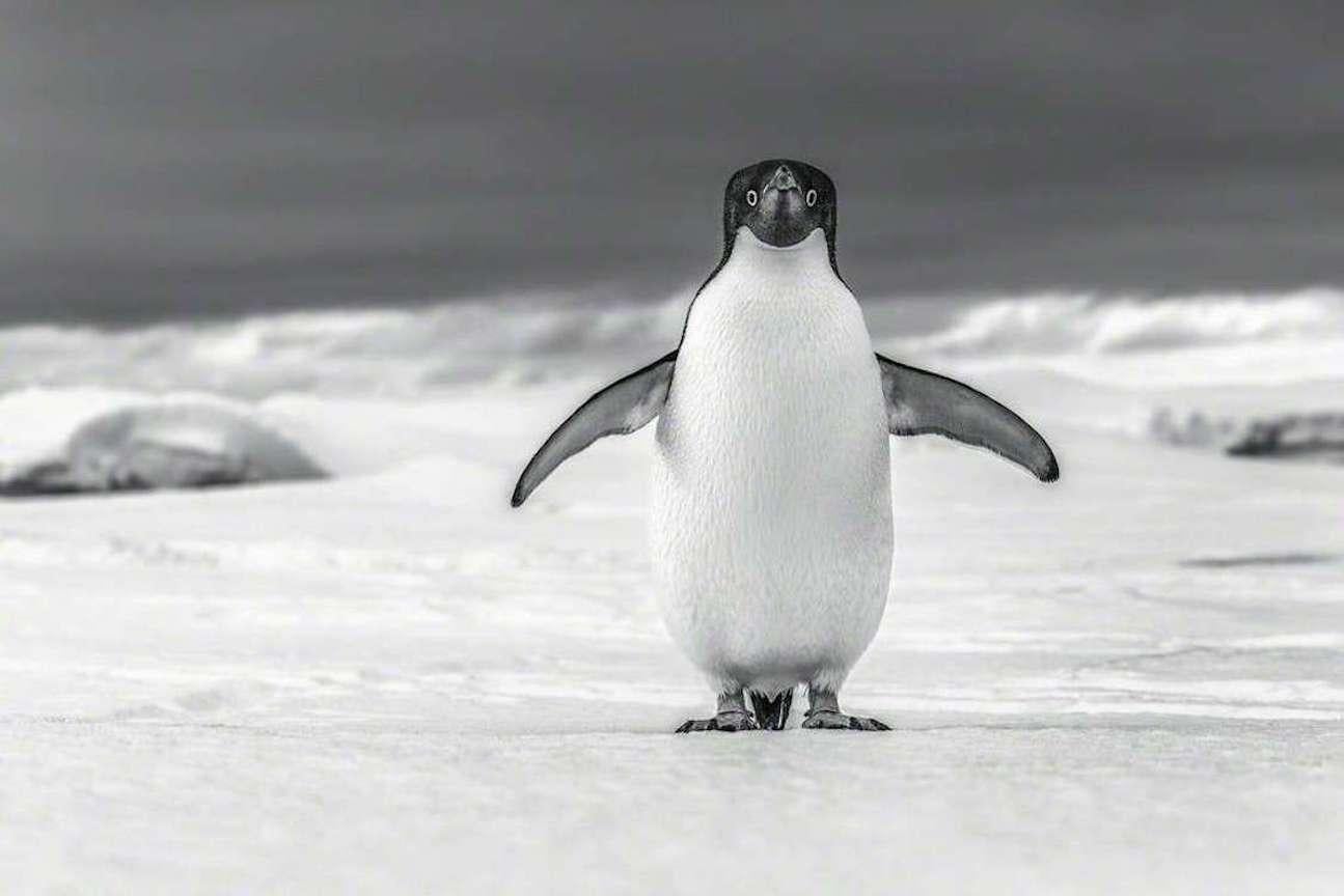 Cristina Mittermeier Black and White Photograph - Curious Penguin