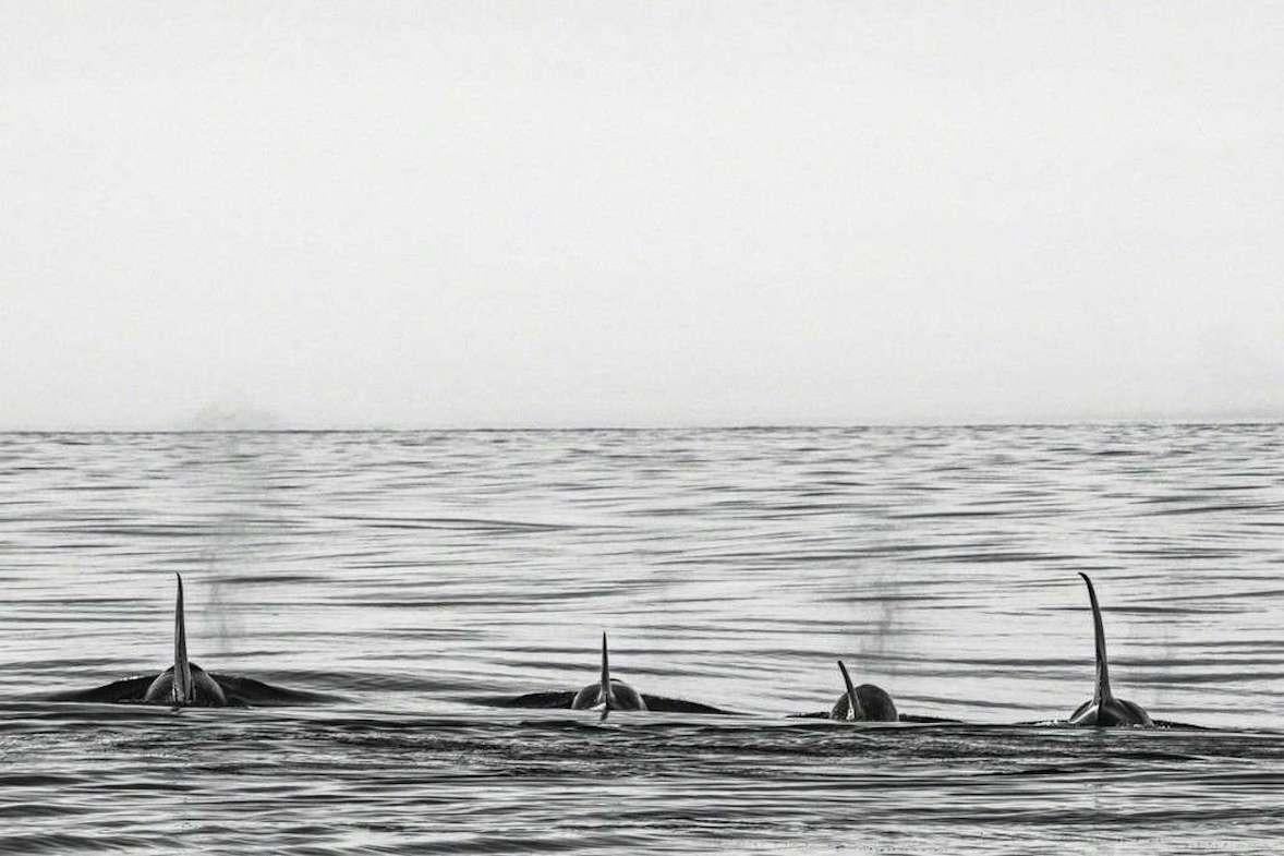 Cristina Mittermeier Black and White Photograph - Offshore