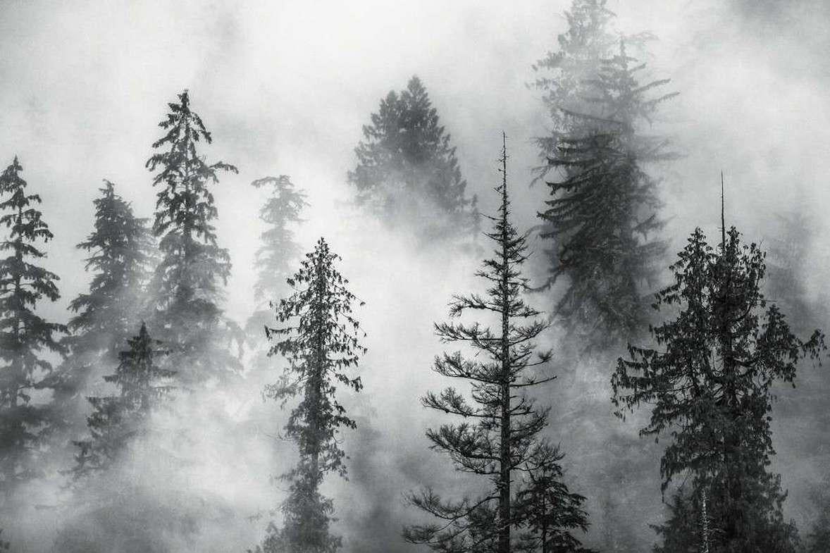 Cristina Mittermeier Black and White Photograph - Foggy Trees