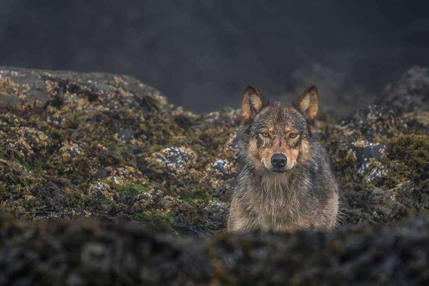 Cristina Mittermeier Color Photograph - Sea Wolf