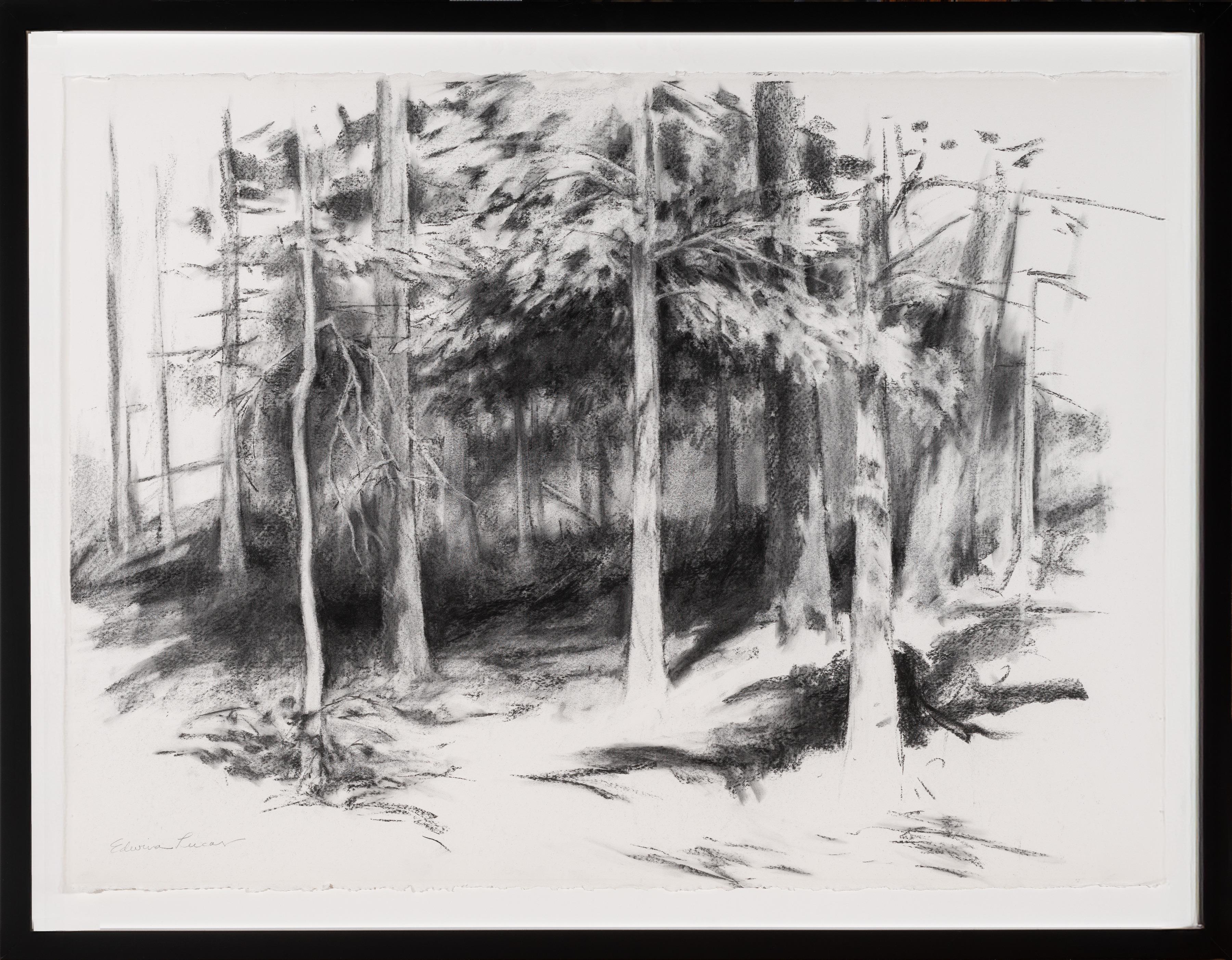 "Behind the Studio" Realist charcoal on paper drawing, trees and shadows, framed
