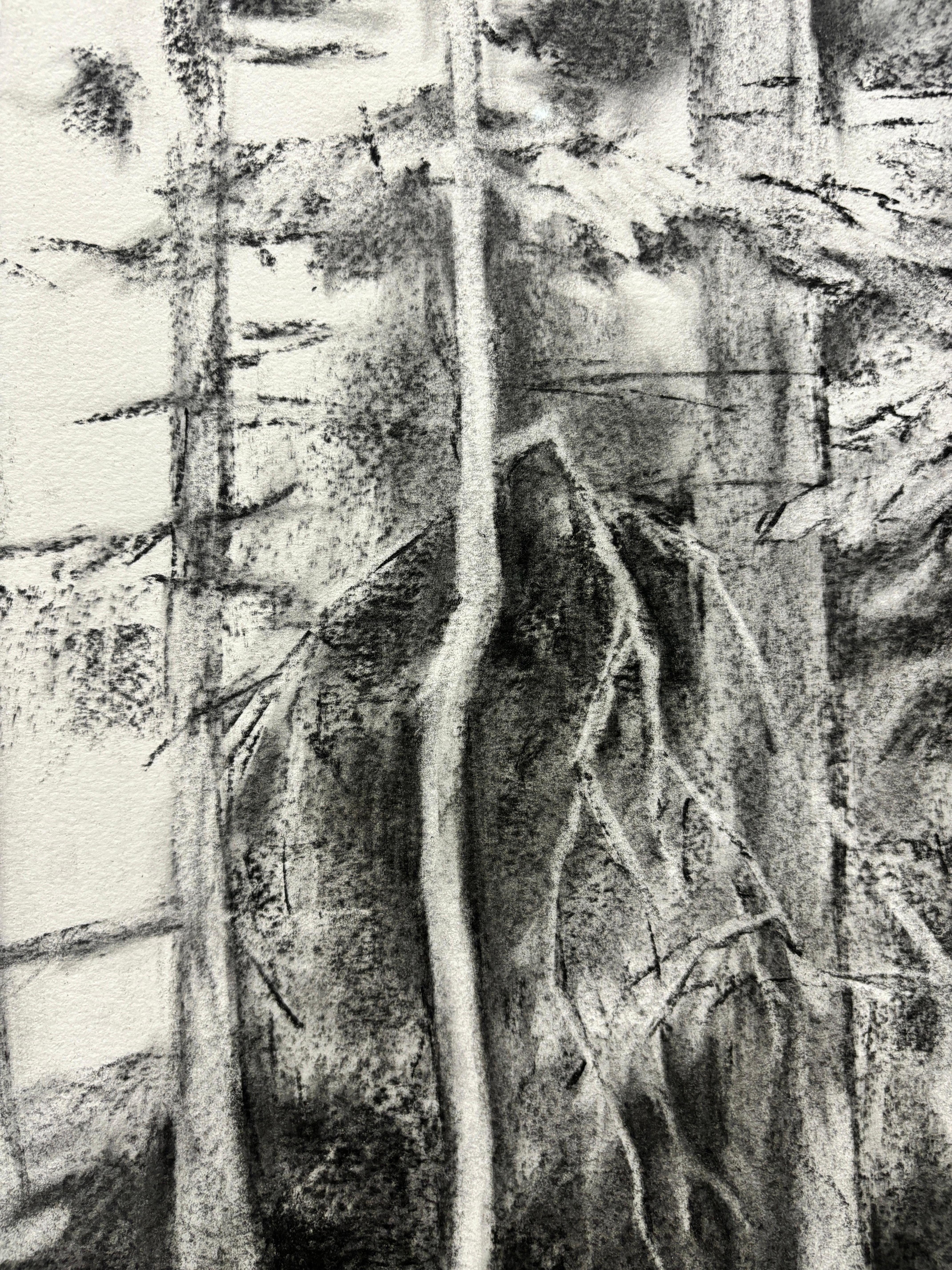 „Behind the Studio“ Realistische Kohle auf Papier Zeichnung, Bäume und Schatten, gerahmt im Angebot 1