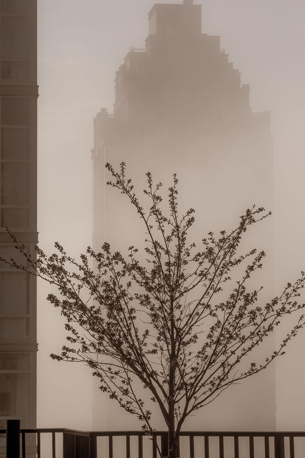 Allen Singer Color Photograph - "Rooftop Fog", Urban Photography, Architecture, Tree, New York City, Sepia