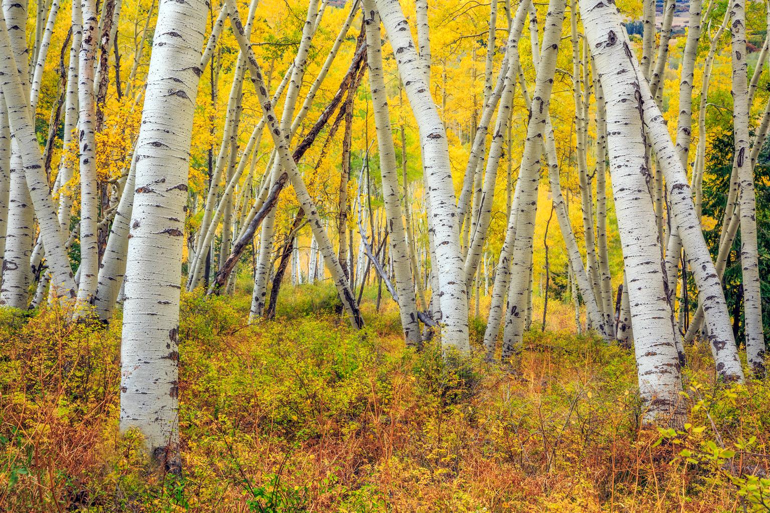 "Aspens", Color Nature Photography, Landscape, Trees, Autumn, Yellow