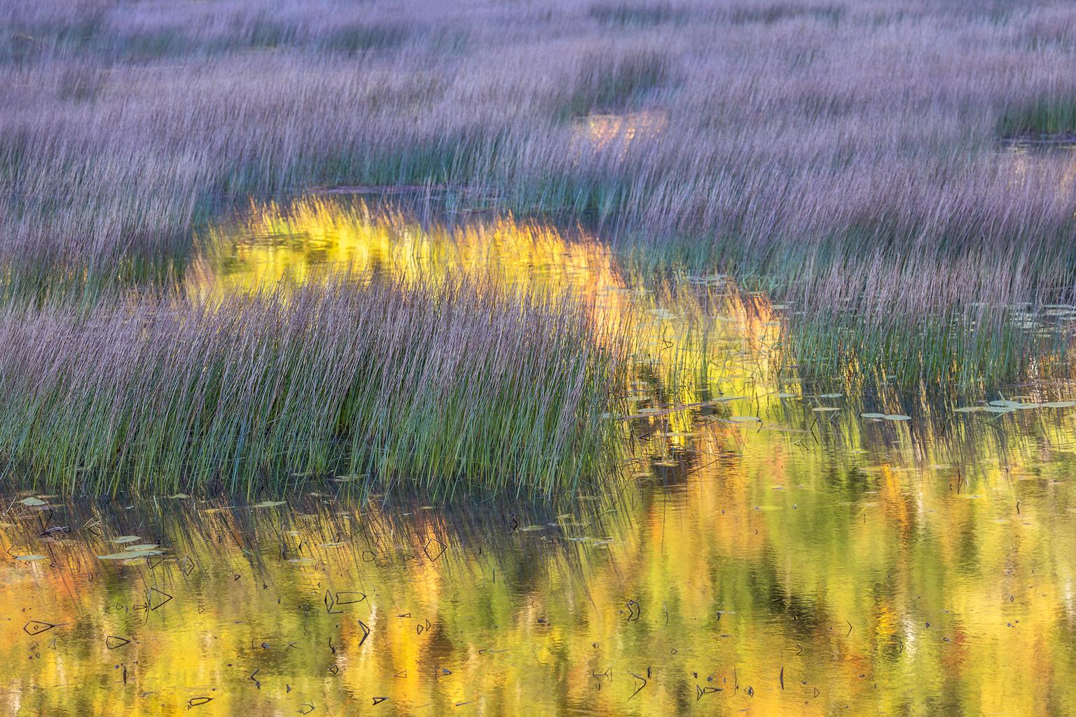 "Pond", Color Nature Photography, Landscape, Impressionist, Yellow, Purple