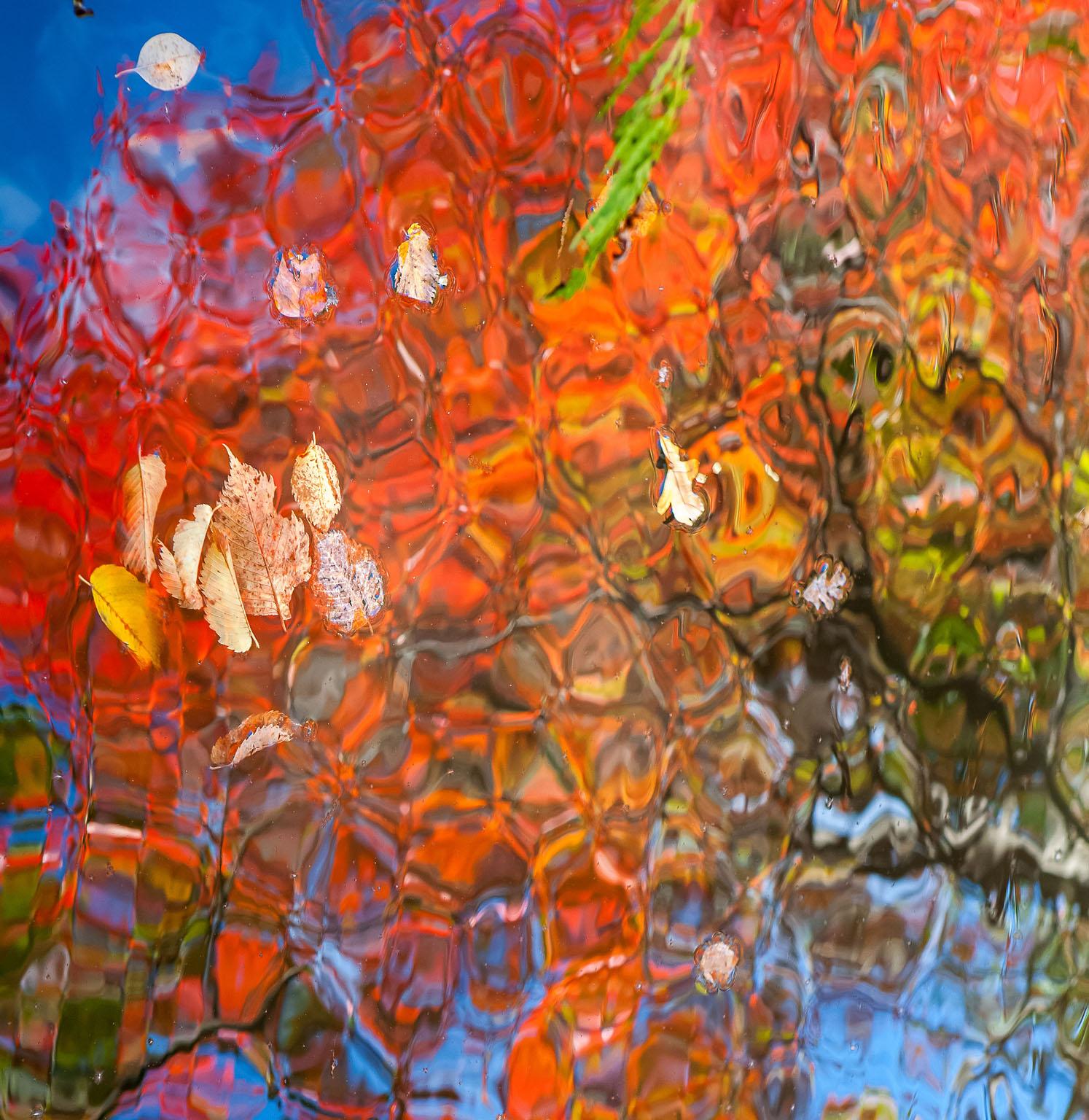 Landscape Photograph de Allen Singer - "Reflejos de Central Park", Fotografía de naturaleza en color, Paisaje, Impresionista