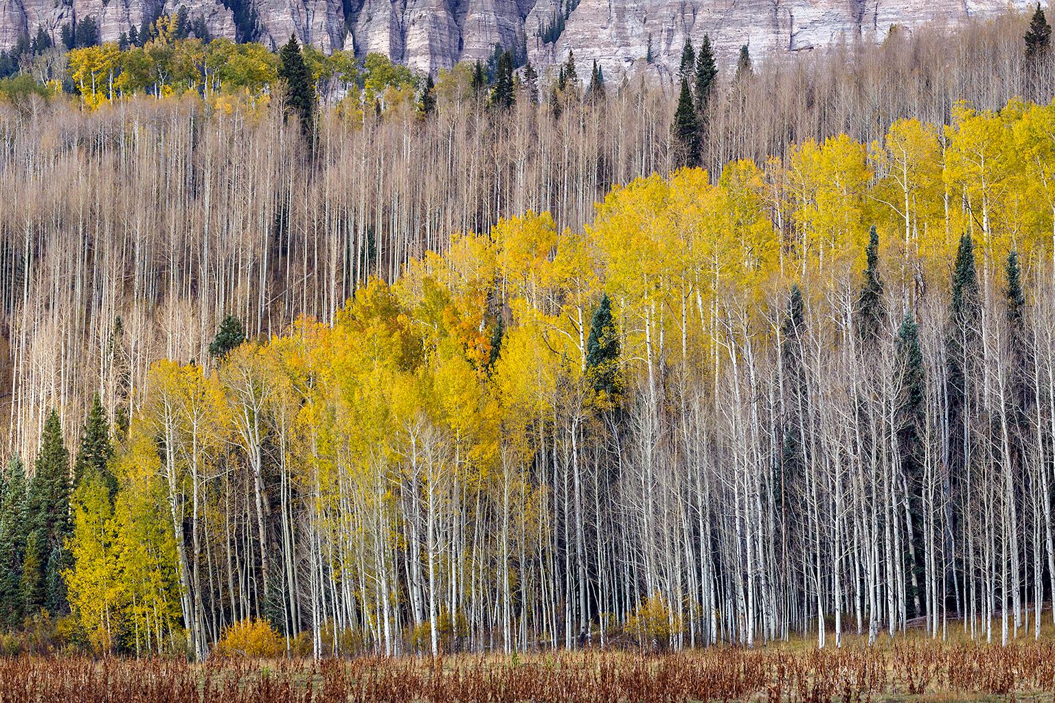 Alexandra Steedman Landscape Photograph - "Forest", Color Nature Photography, Landscape, Trees, Autumn, Yellow