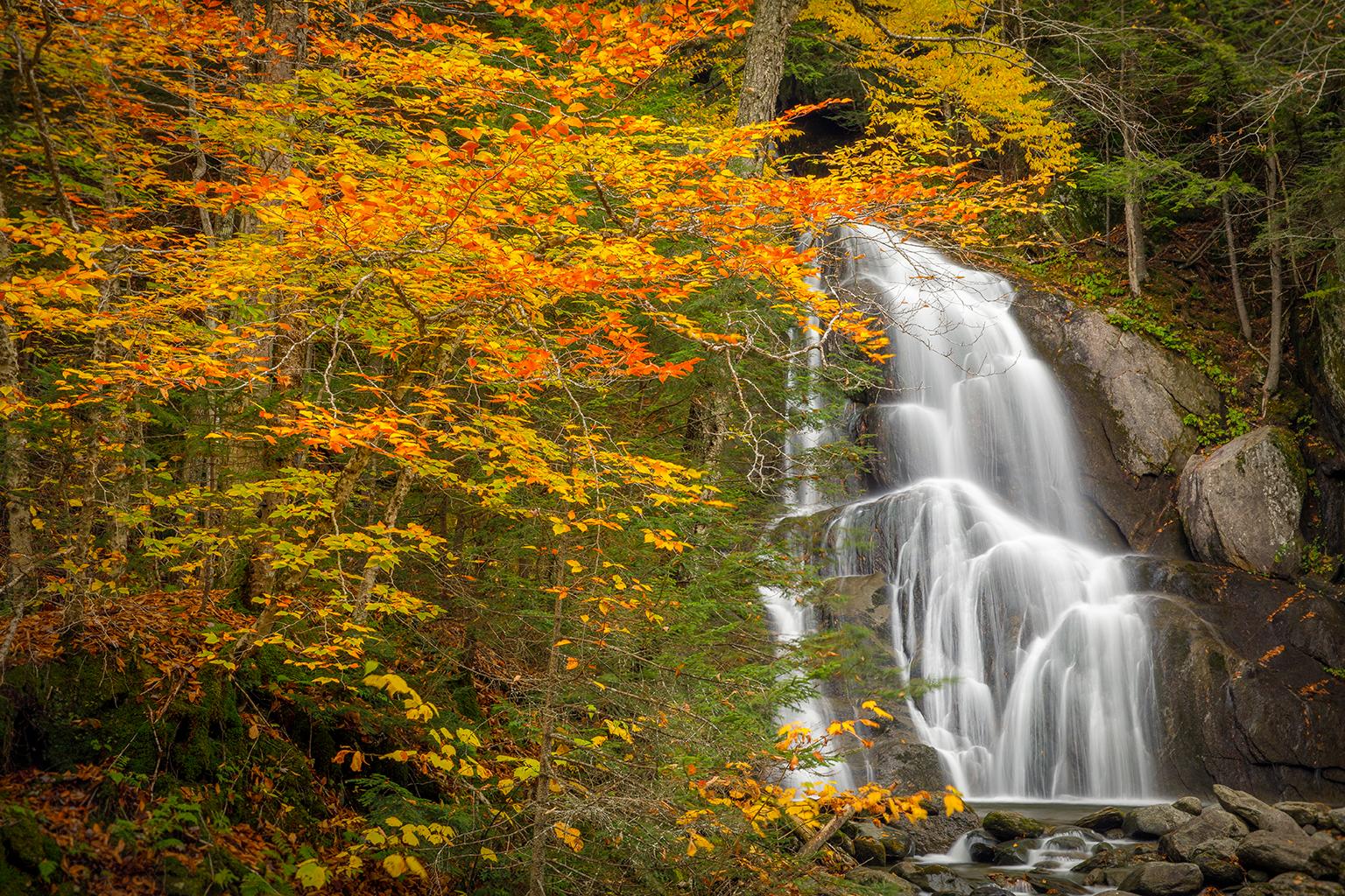 Alexandra Steedman Color Photograph - "Cascade", Color Nature Photography, Landscape, Trees, Autumn, Yellow, Vermont