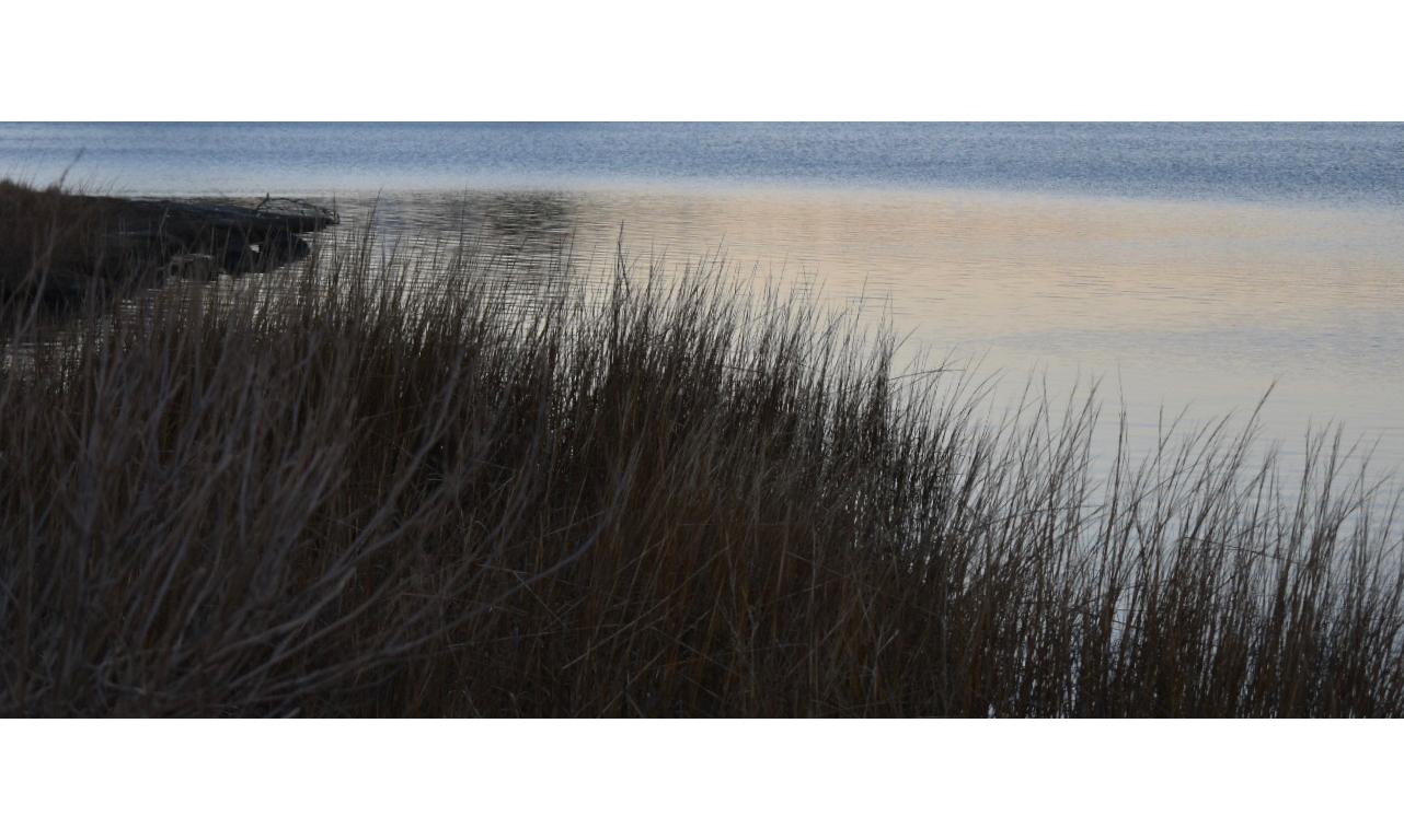 Unknown Color Photograph - "View", Color Nature Photography, Landscape, Grass, Reeds, Water