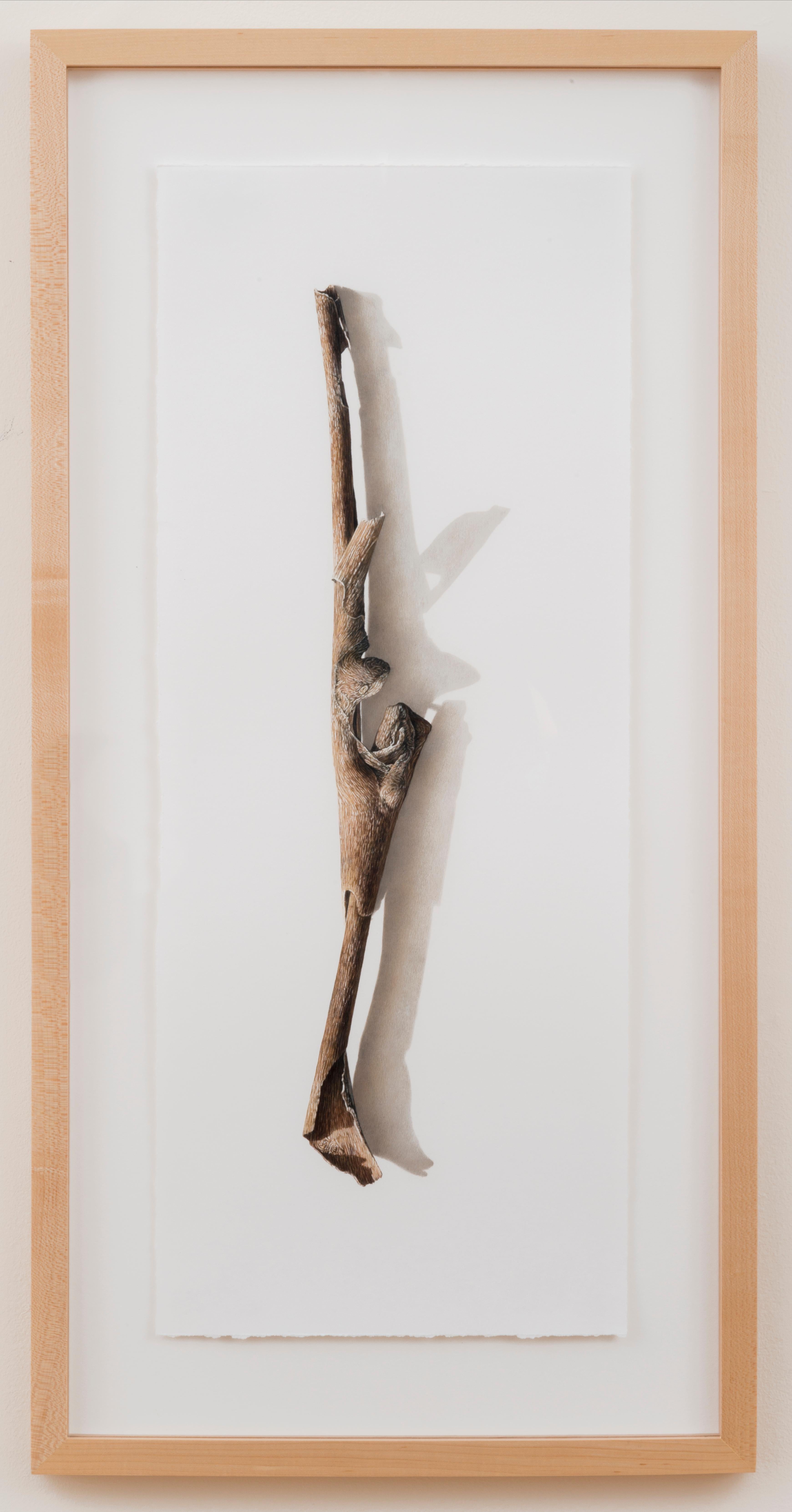 David Morrison, Sycamore Series No. 3, hyperrealistische farbige Bleistiftzeichnung, 2003