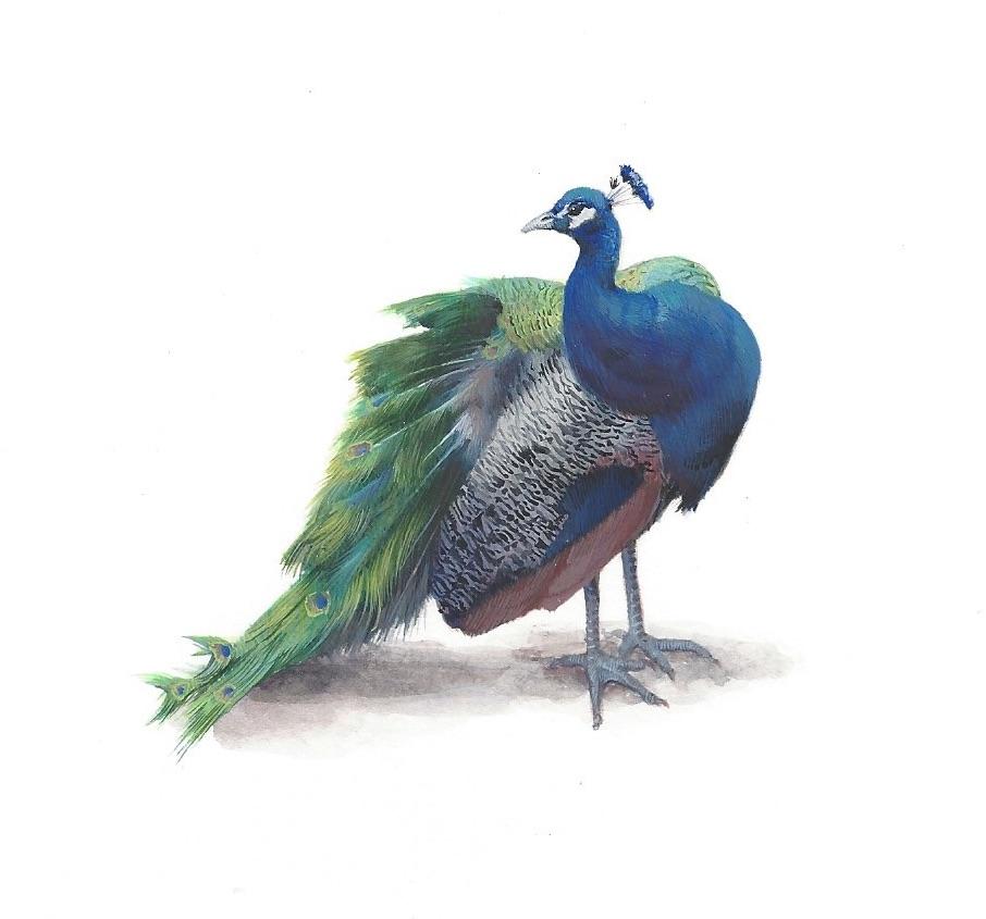 Peacock, contemporary realist gouache on paper miniature animal portrait