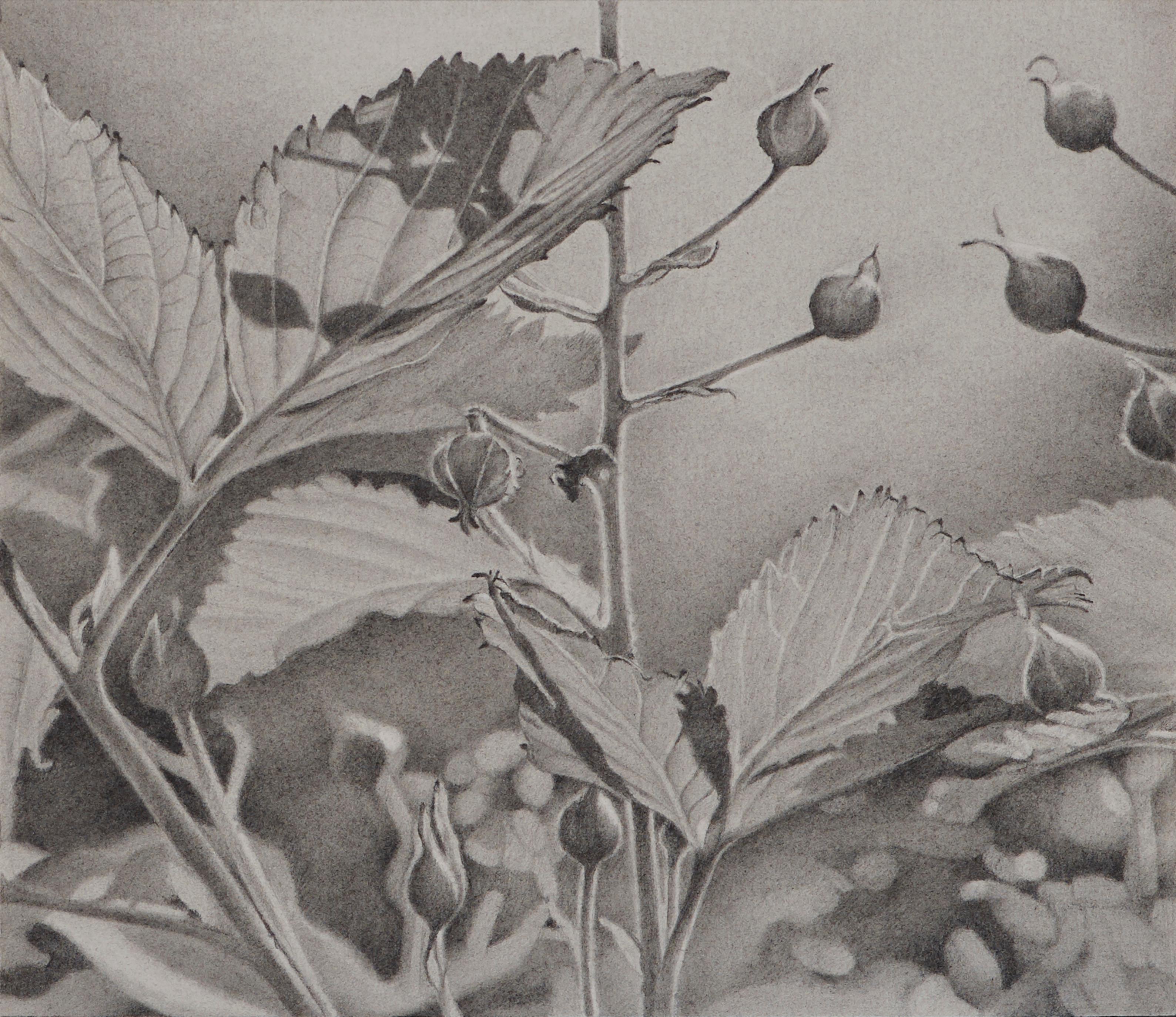 Knospen und Blätter, fotorealistische Graphitblumenzeichnung, 2018