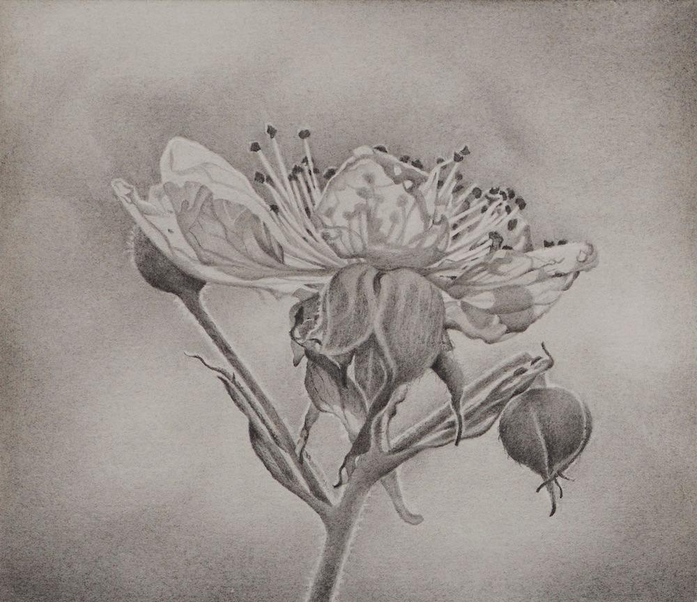 Mary Reilly Still-Life - Flower Petals, photorealist graphite floral drawing, 2018