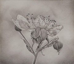 Flower Petals, photorealist graphite floral drawing, 2018