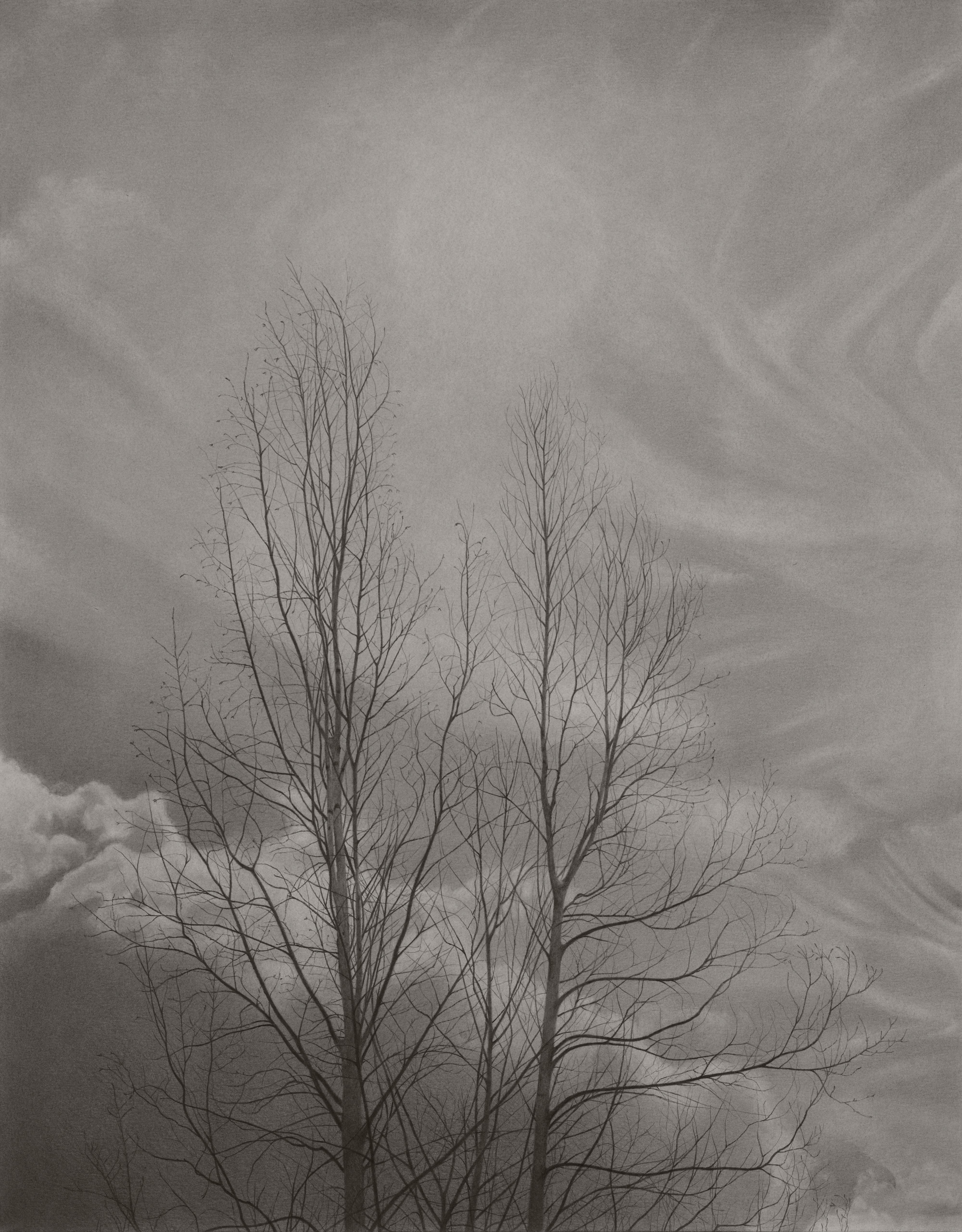 Mary Reilly Landscape Art - Bare Trees, gray photorealist graphite landscape drawing, 2019