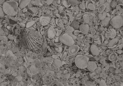 Seashells 4, gray photorealist graphite nautical drawing, 2019