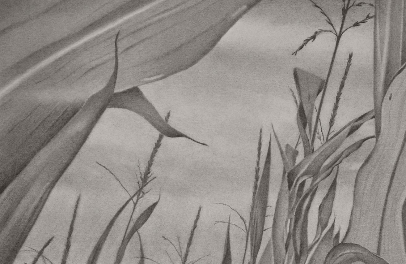 Corn Field 1, grey and white photorealist graphite landscape drawing, 2019 - Art by Mary Reilly
