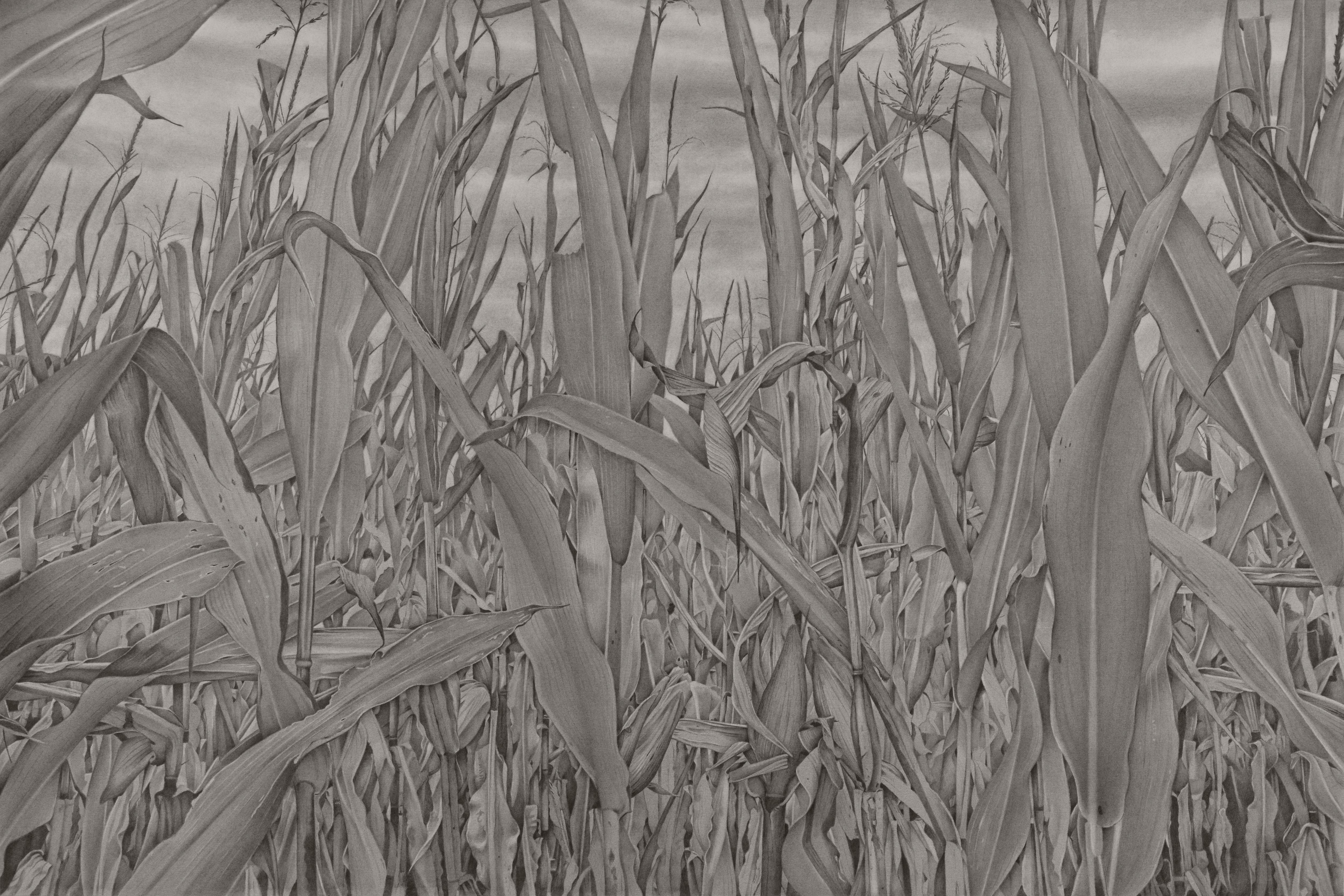 Mary Reilly Landscape Art - Corn Field 1, grey and white photorealist graphite landscape drawing, 2019