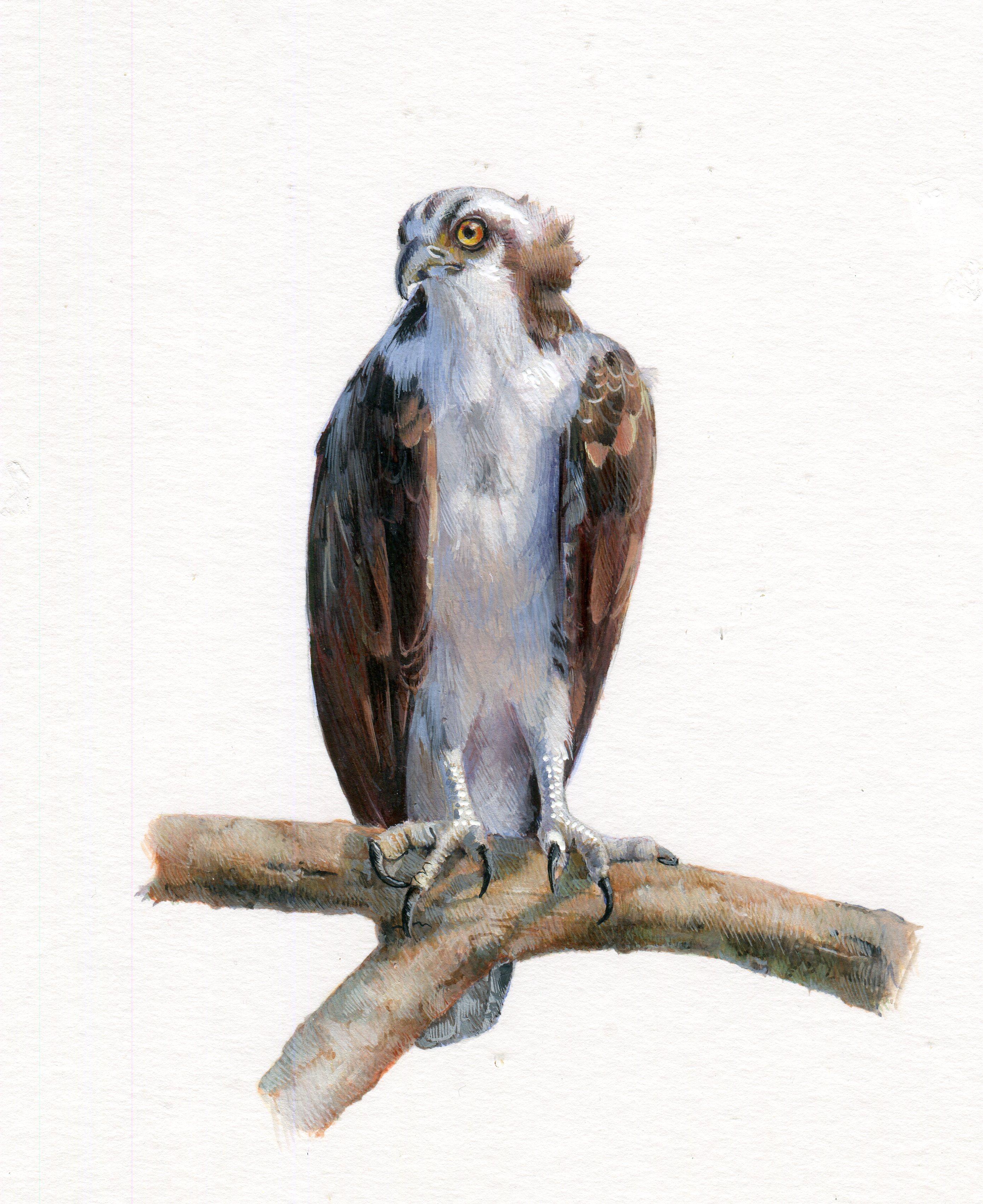 Osprey, miniature d'animal réaliste contemporaine à la gouache sur papier