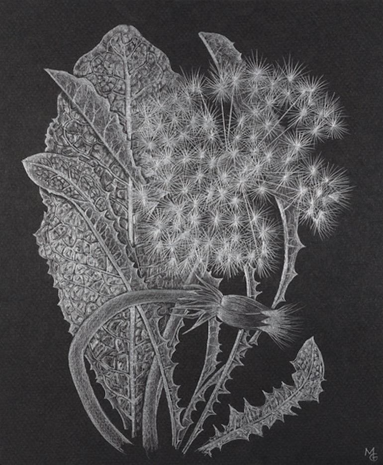 Margot Glass Still-Life – Dandelion mit Knospe, zeitgenössische realistische silberne florale Graphitzeichnung, 2019