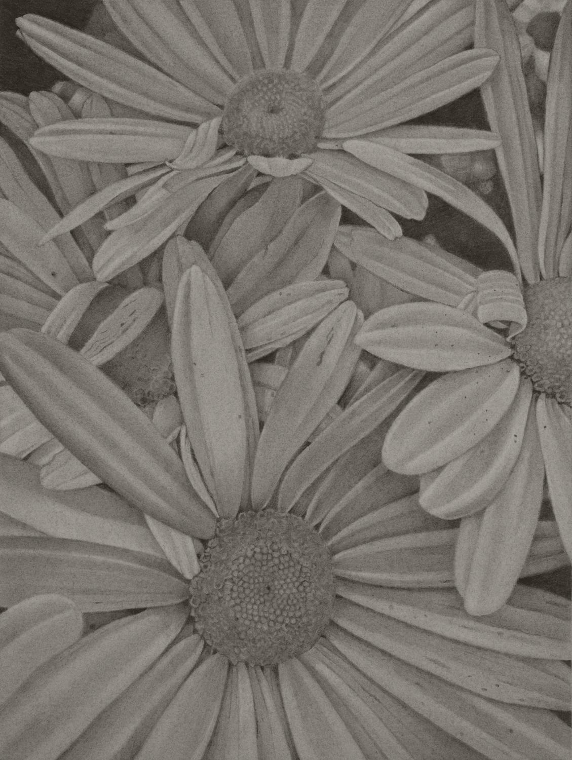 Mary Reilly Landscape Art - Daisies, grey realist graphite on paper floral drawing, 2020