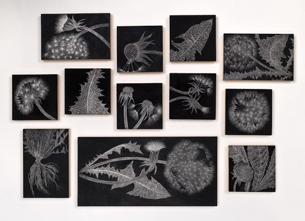 Dandelion Field Samples, graphite on panel floral drawing installation