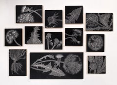 Diente de león Muestras de campo, grafito sobre panel Instalación de dibujo floral