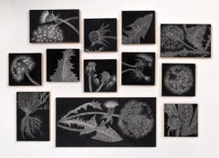 Dandelion Field Samples, graphite sur panneau, installation de dessin floral