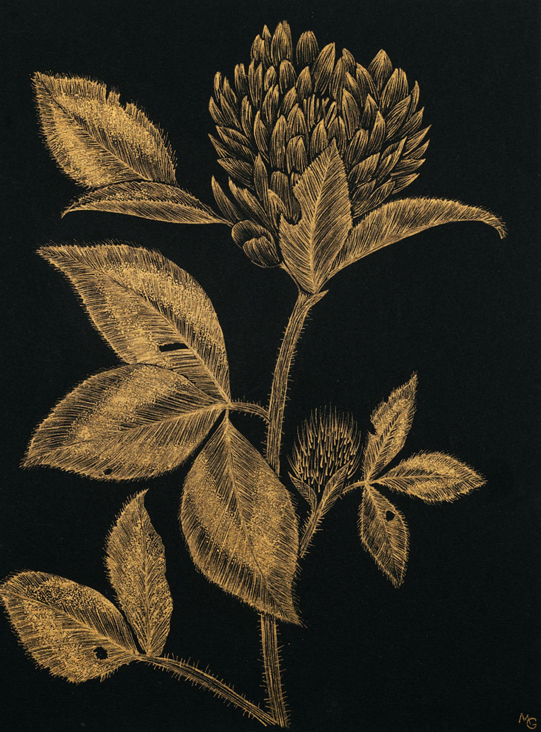 Margot Glass Still-Life - Red Clover #1, gold ink botanical still life drawing on black paper, 2020