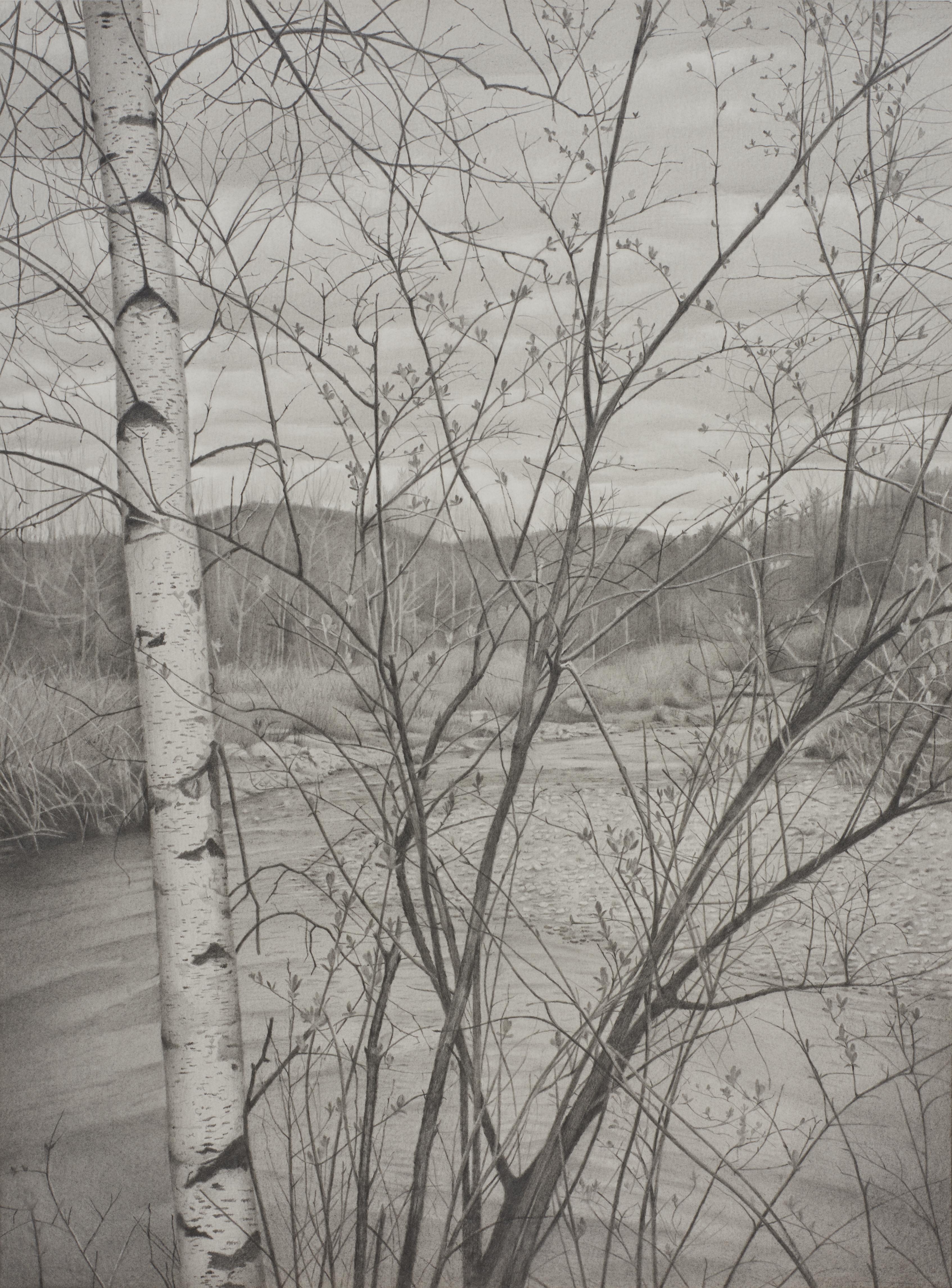 Riverbank 4, photorealist graphite landscape drawing, 2020