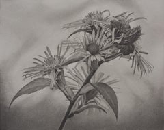 Flowering Hillside 4, photorealist graphite floral drawing, 2020