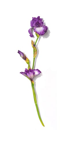 Iris Series No. 6, photorealist floral still life drawing, colored pencil