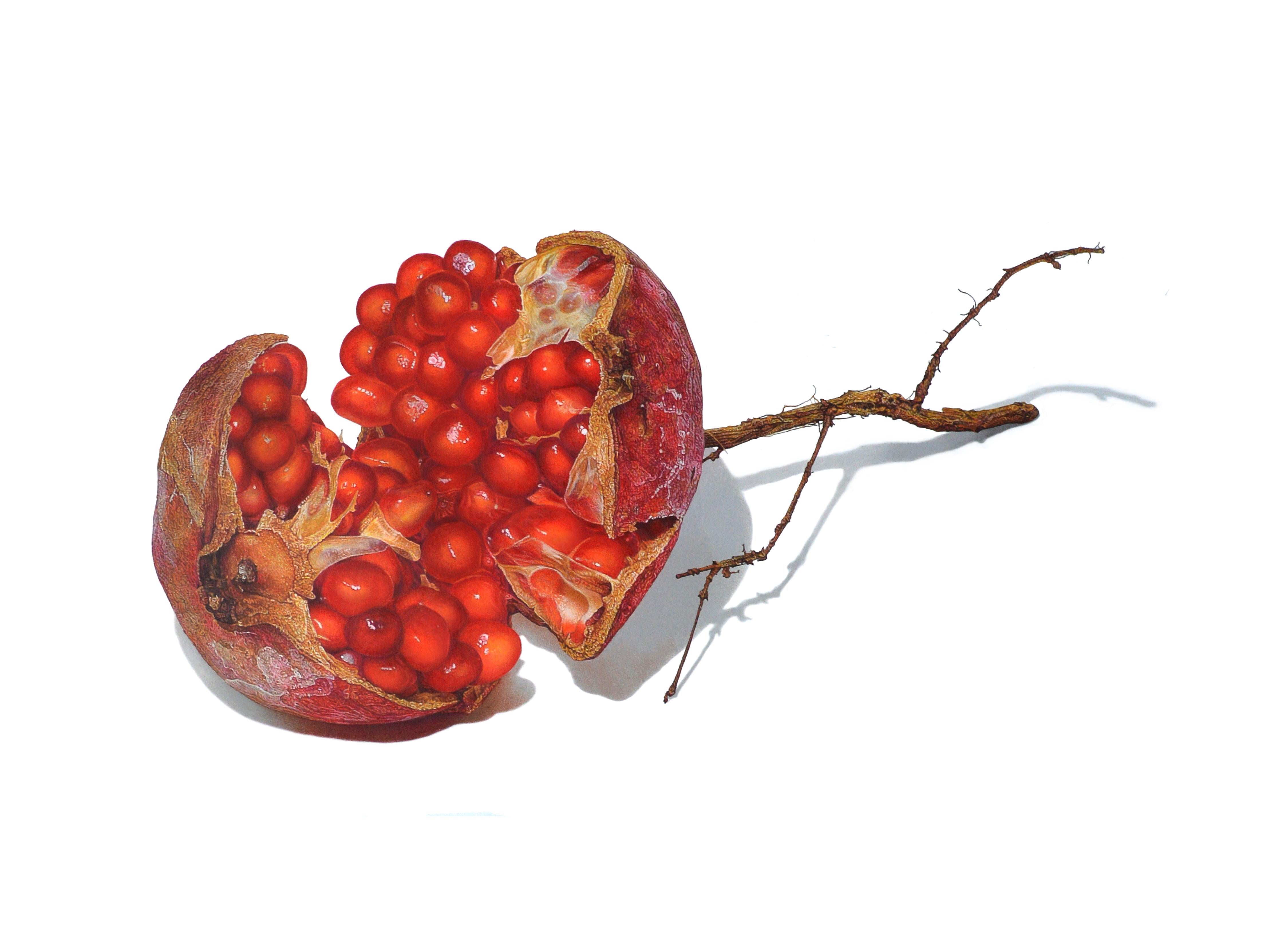 Pomegranate, photorealist fruit still life drawing, colored pencil
