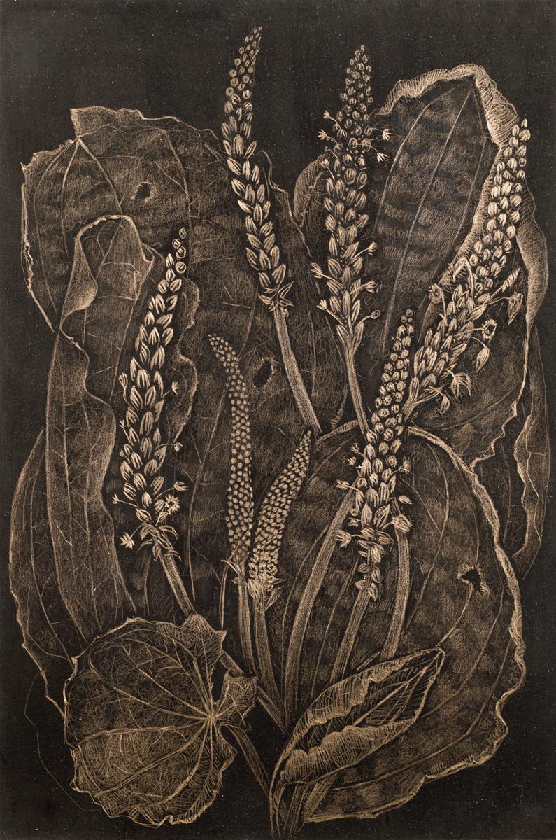 Margot Glass Still-Life - Plantain, realist botanical still life drawing, gold point
