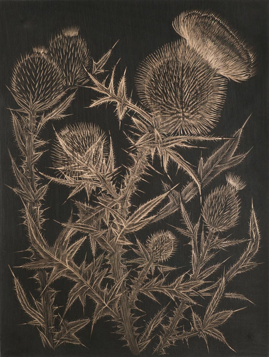 Margot Glass Still-Life - Thistle 4, realist botanical still life drawing, goldpoint