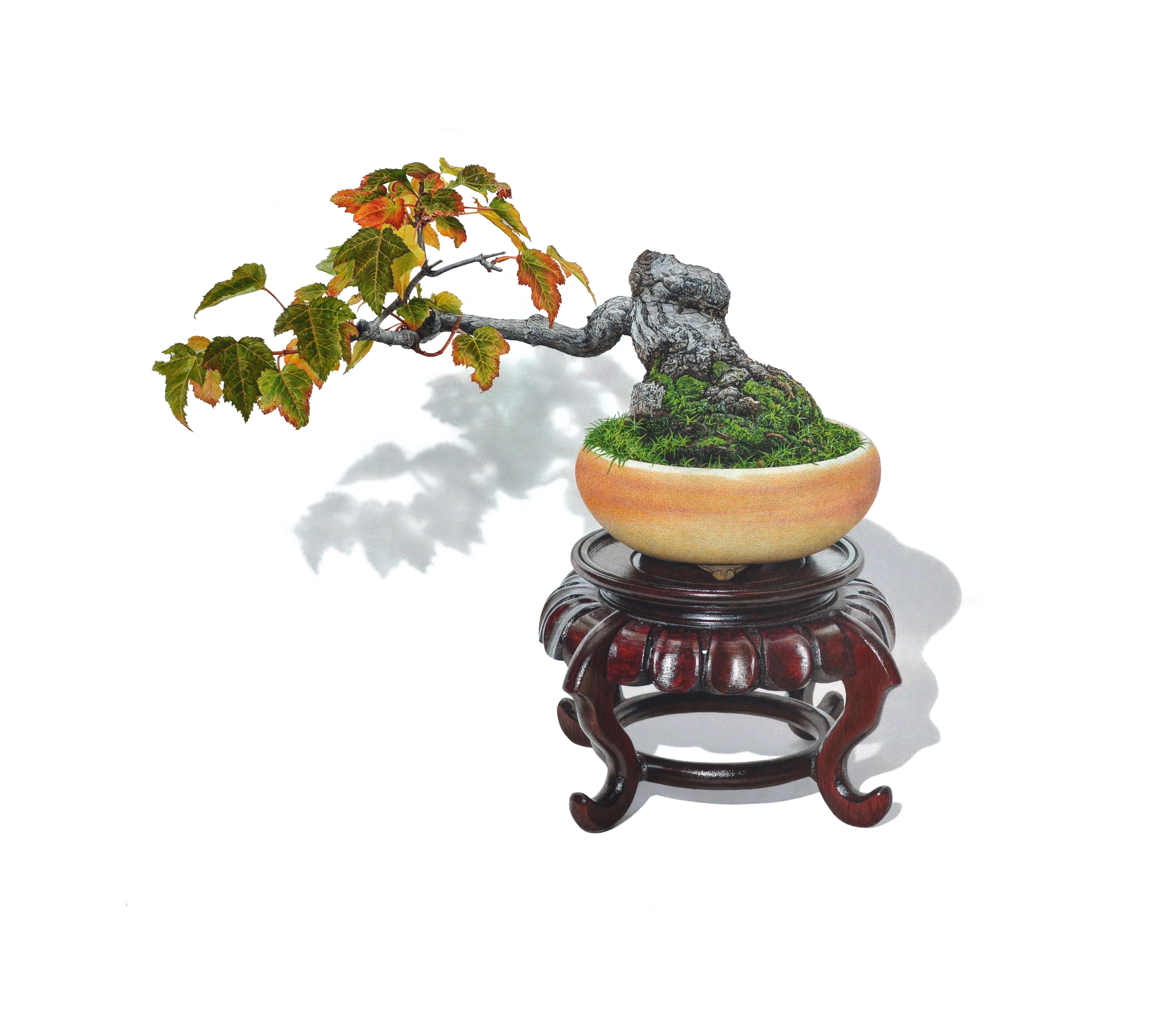 David Morrison Still-Life – Bonsai aus Ahornholz, fotorealistische Blumenstillleben-Zeichnung