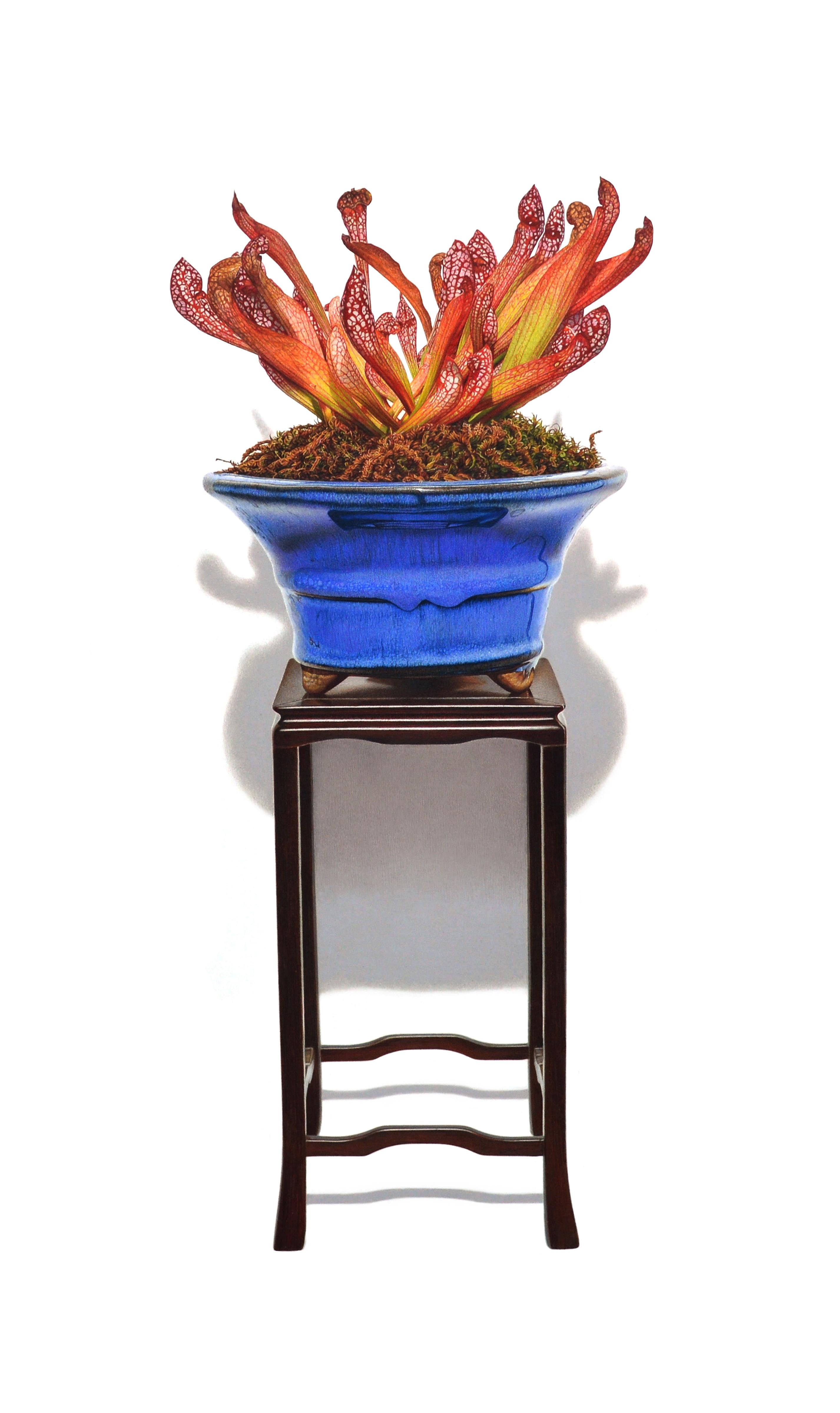 Still-Life David Morrison - Écharpe Belle Pitcher Plant, dessin de nature morte florale photoréaliste de Scarlet