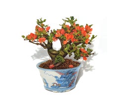 Chojubai Quince Bonsai, photorealist floral still life drawing